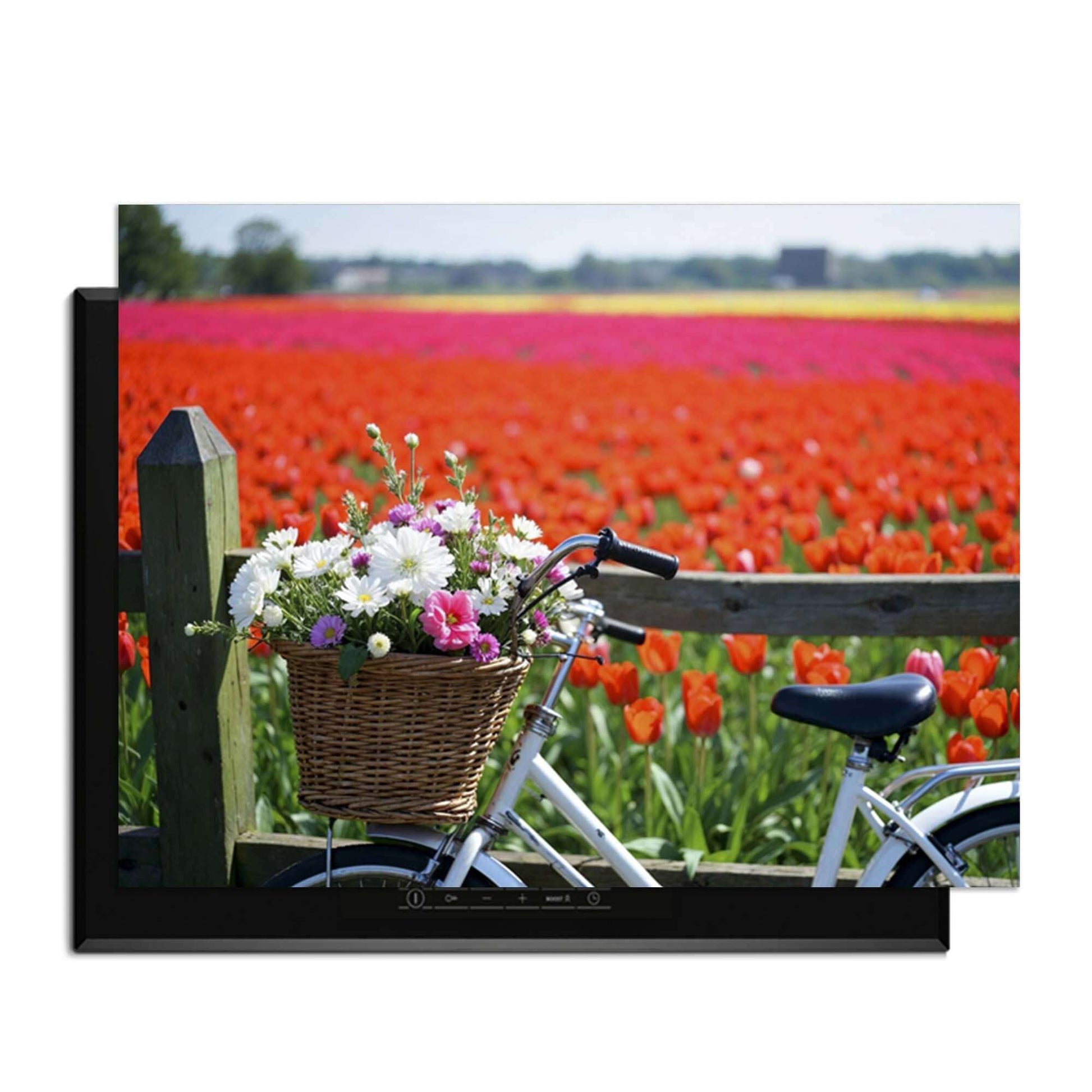 Frühlingslandschaft mit Fahrrad und Blumenkorb vor einem Tulpenfeld in voller Blüte.