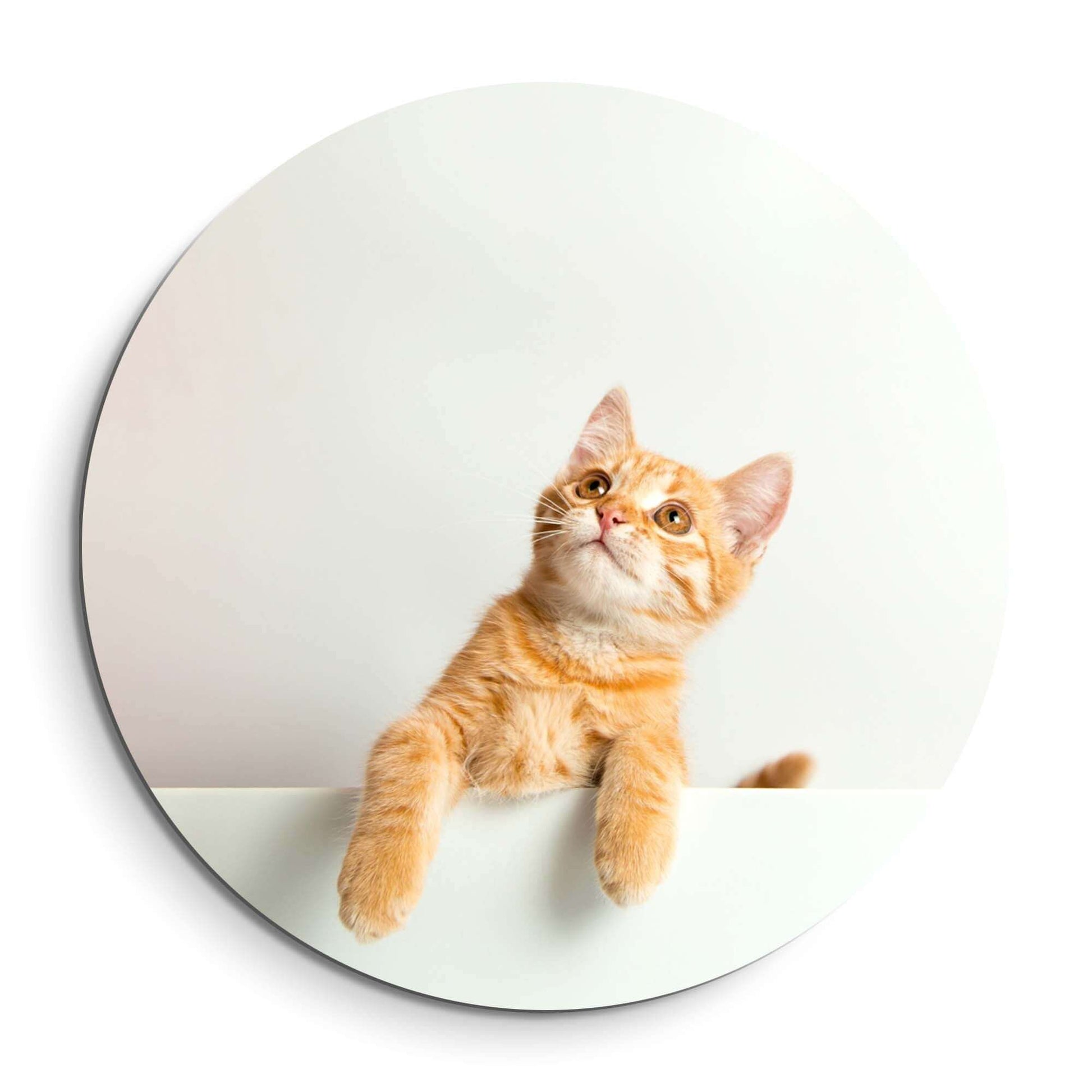 Amber Curiosity - Wandbild mit einer orangefarbenen Katze auf hochwertigem Aluminium-Dibond für jede Wand.