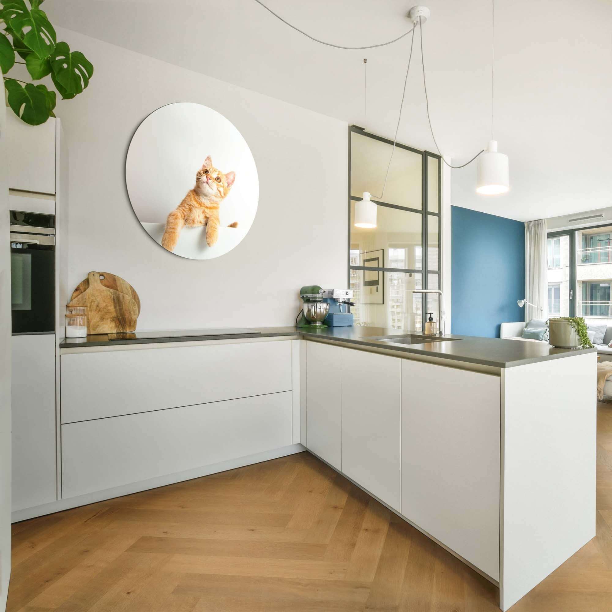 Interieur mit Amber Curiosity - Wandbild und moderne Küche, mit einer orangefarbenen Katze auf Dibond.