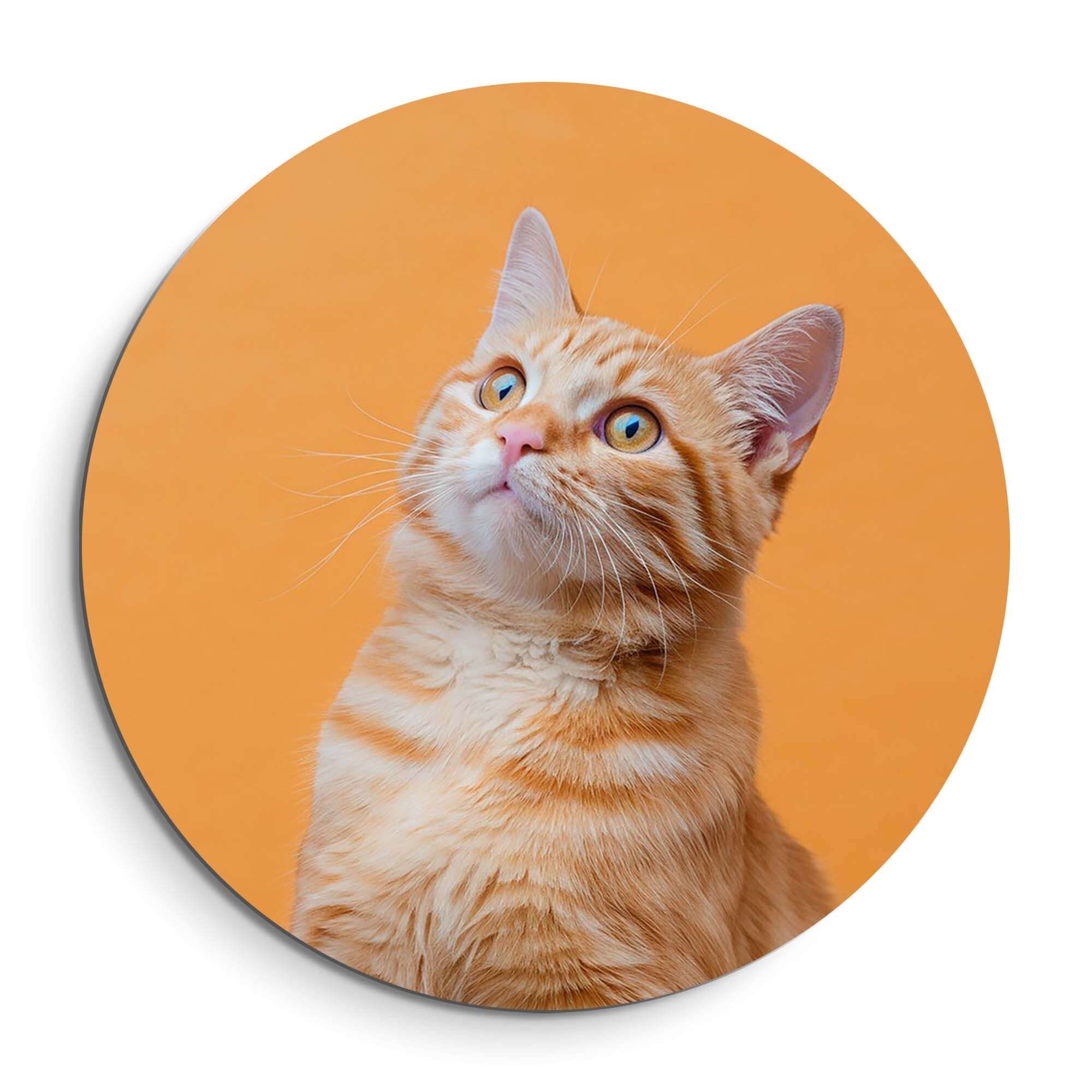Amber Pop - Wandbild mit einer neugierigen jungen Katze auf einem orangefarbenen Hintergrund.