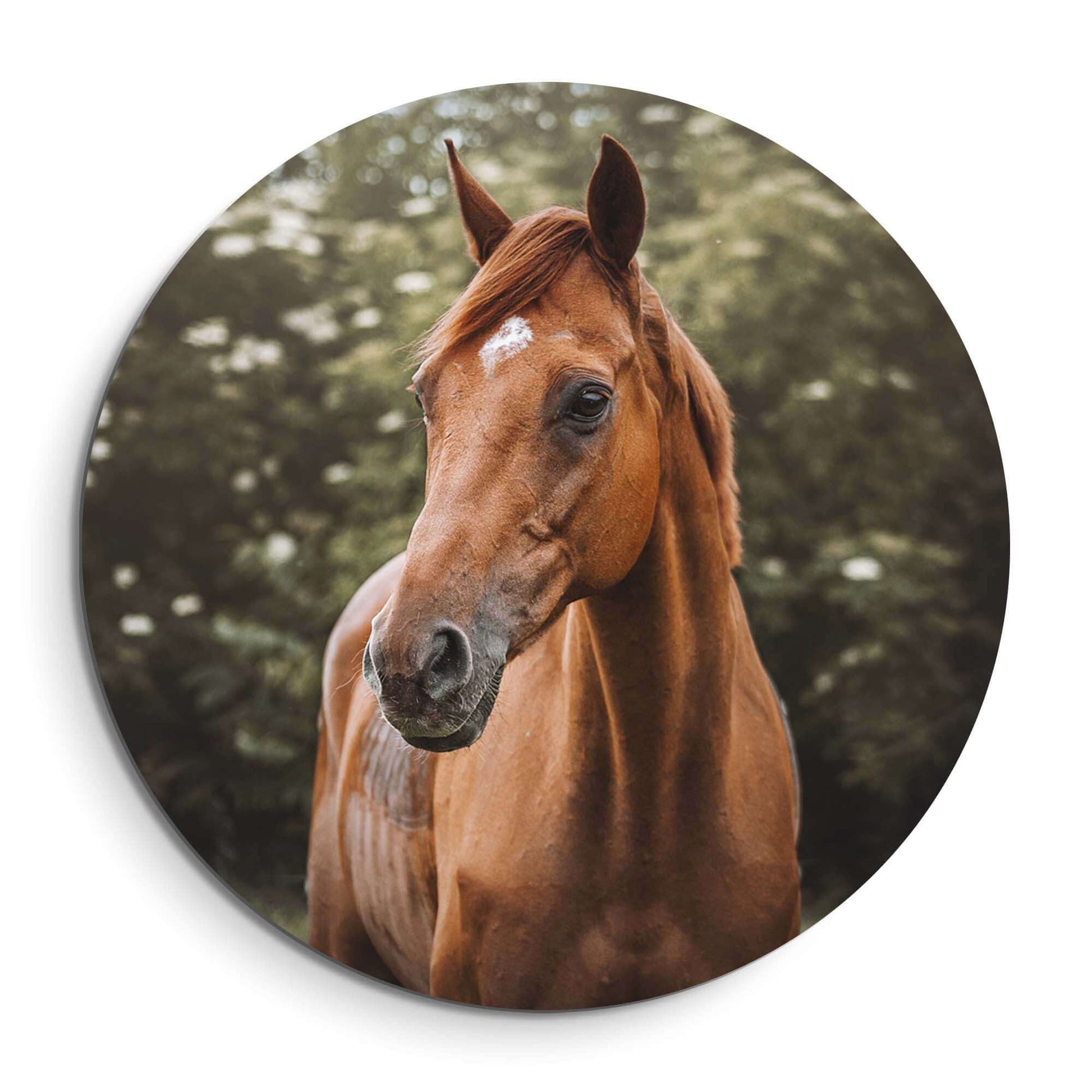 Amber Pride - Wandbild, der ein kräftiges Pferd im warmen Tageslicht auf einem stilvollen Wandbild zeigt.