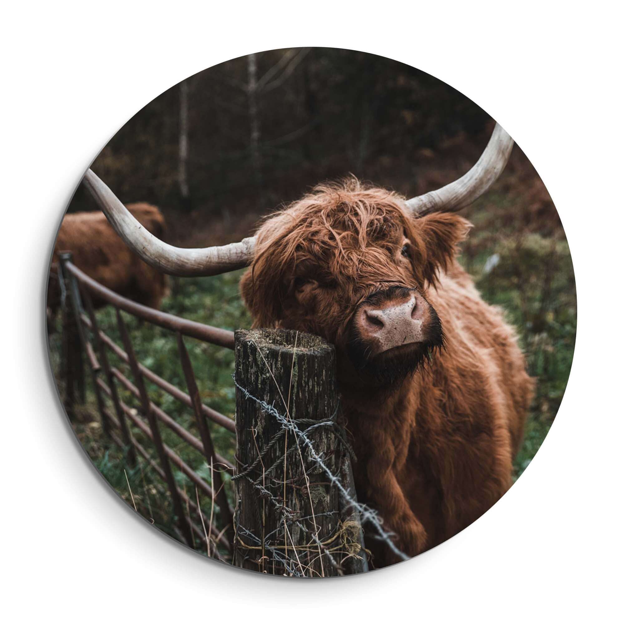 Schottischer Highlander am Zaun - Wandbild, Wandbild mit neugierigem Highlander am Holzzaun in natürlicher Umgebung.