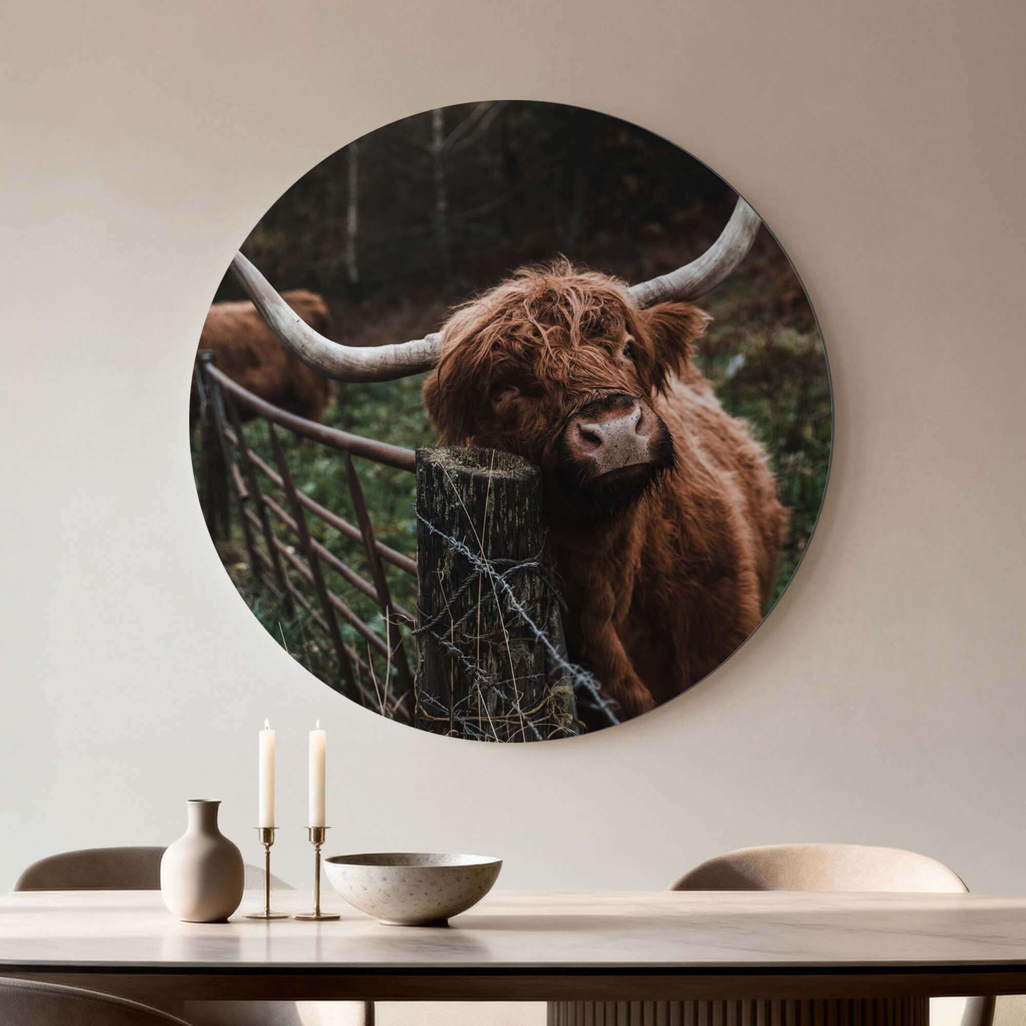 Schottischer Highlander am Zaun - Wandbild im Wohnzimmer, Wandbild eines neugierigen schottischen Highlanders, der sich gegen einen Holzzaun lehnt.