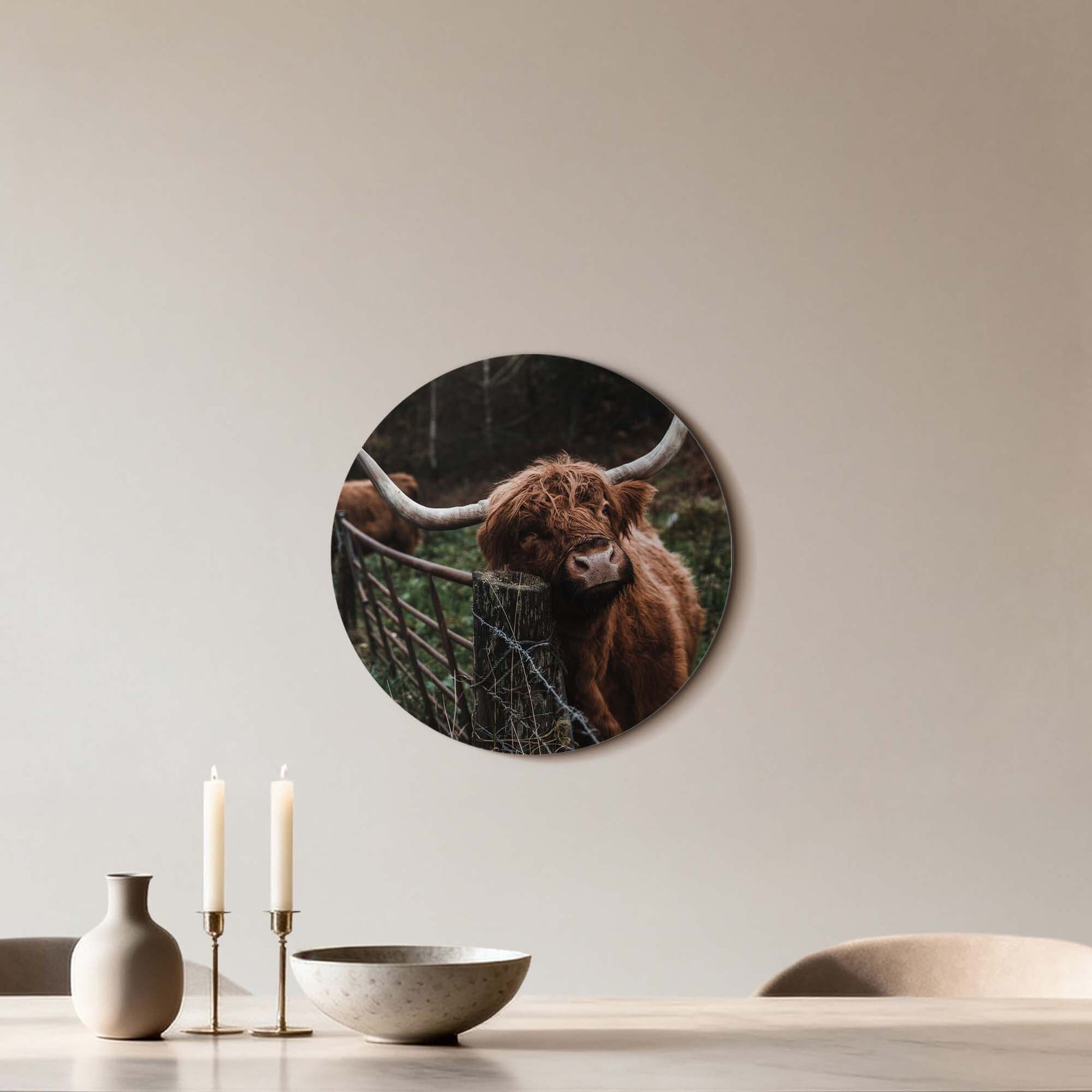 Schottischer Highlander am Zaun - Wandbild auf Aluminium-Dibond, perfekt für die Dekoration von Küche, Esszimmer oder Wohnzimmer. Wandbild Wanddekoration.