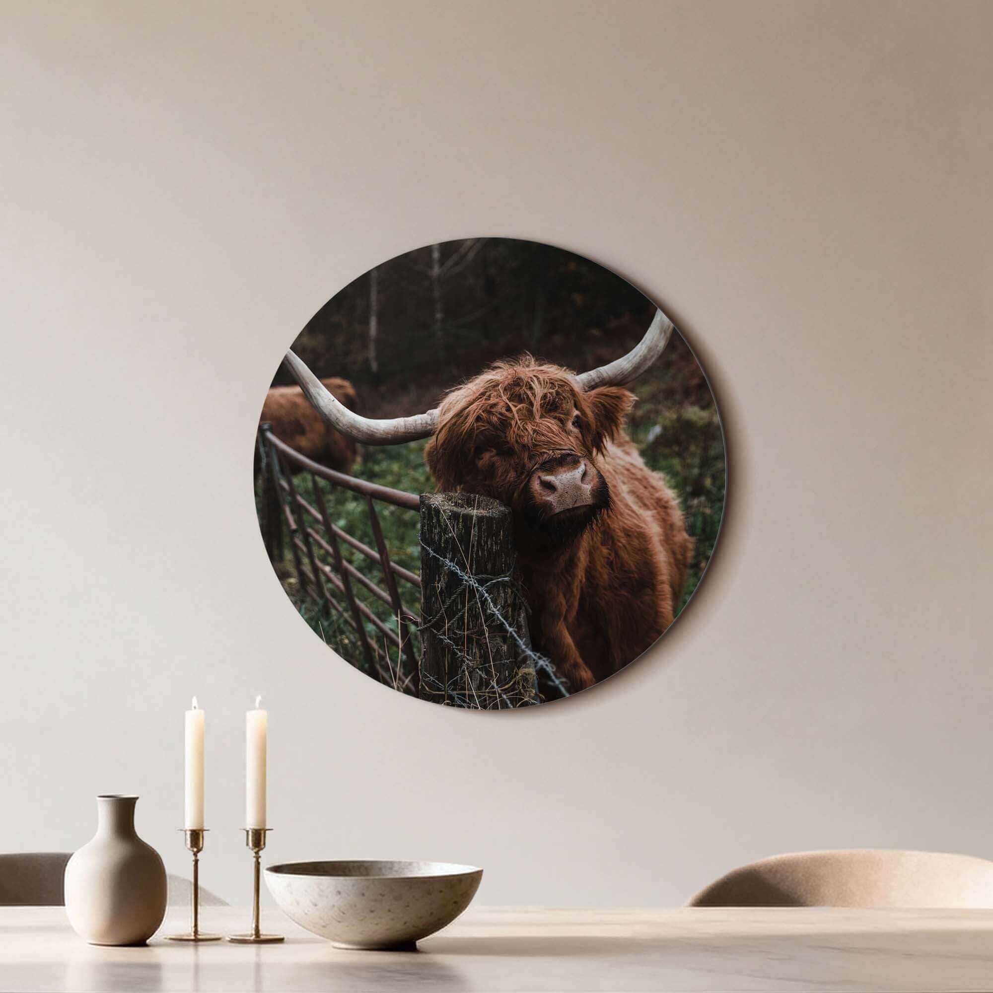Schottischer Highlander am Zaun - Wandbild, stimmungsvoller Wandbild aus Aluminium-Dibond für einen warmen Look im Haus.