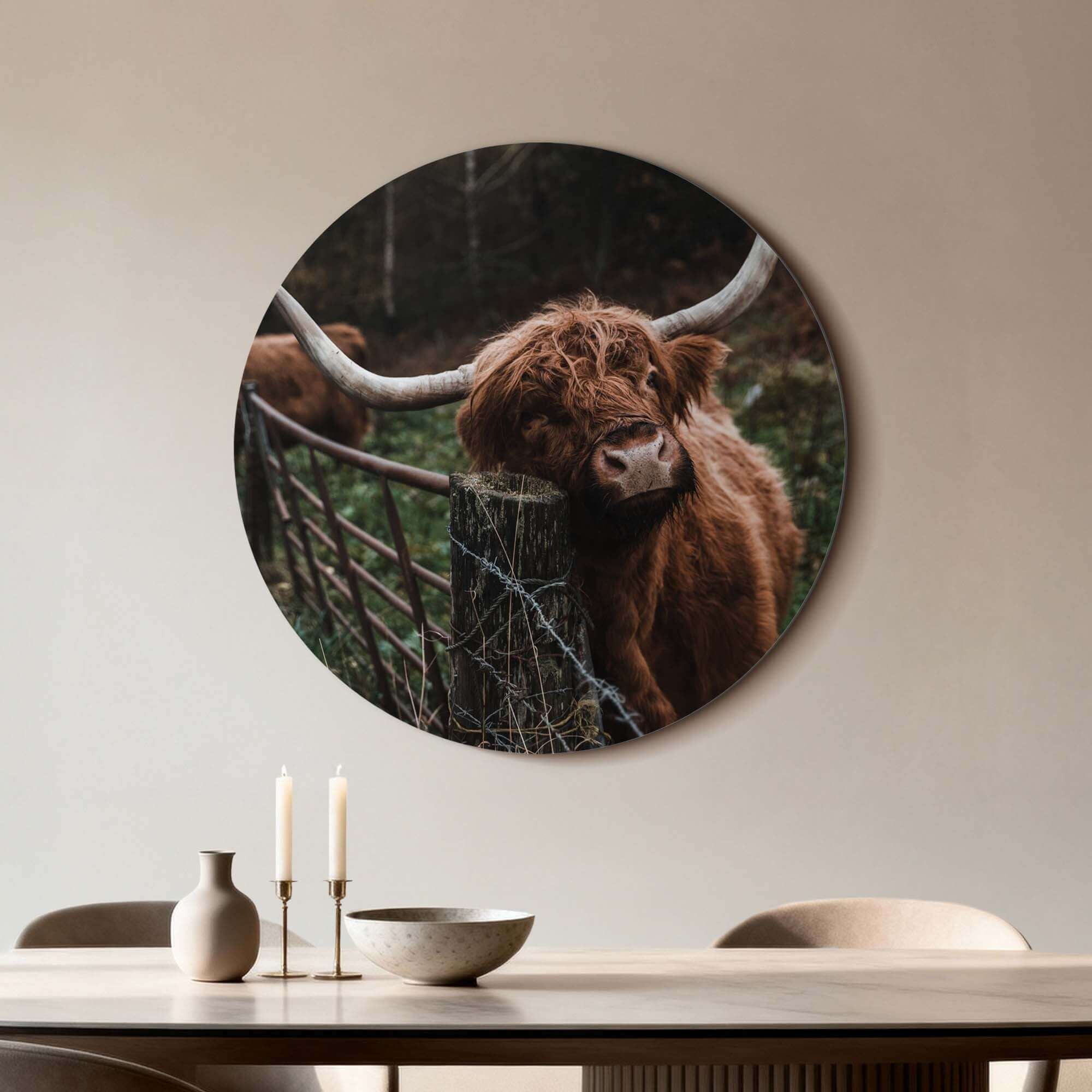 Wandbild mit einem schottischen Highlander am Zaun auf Aluminium-Dibond, ideal für Küche oder Wohnzimmer, natürliche Optik.