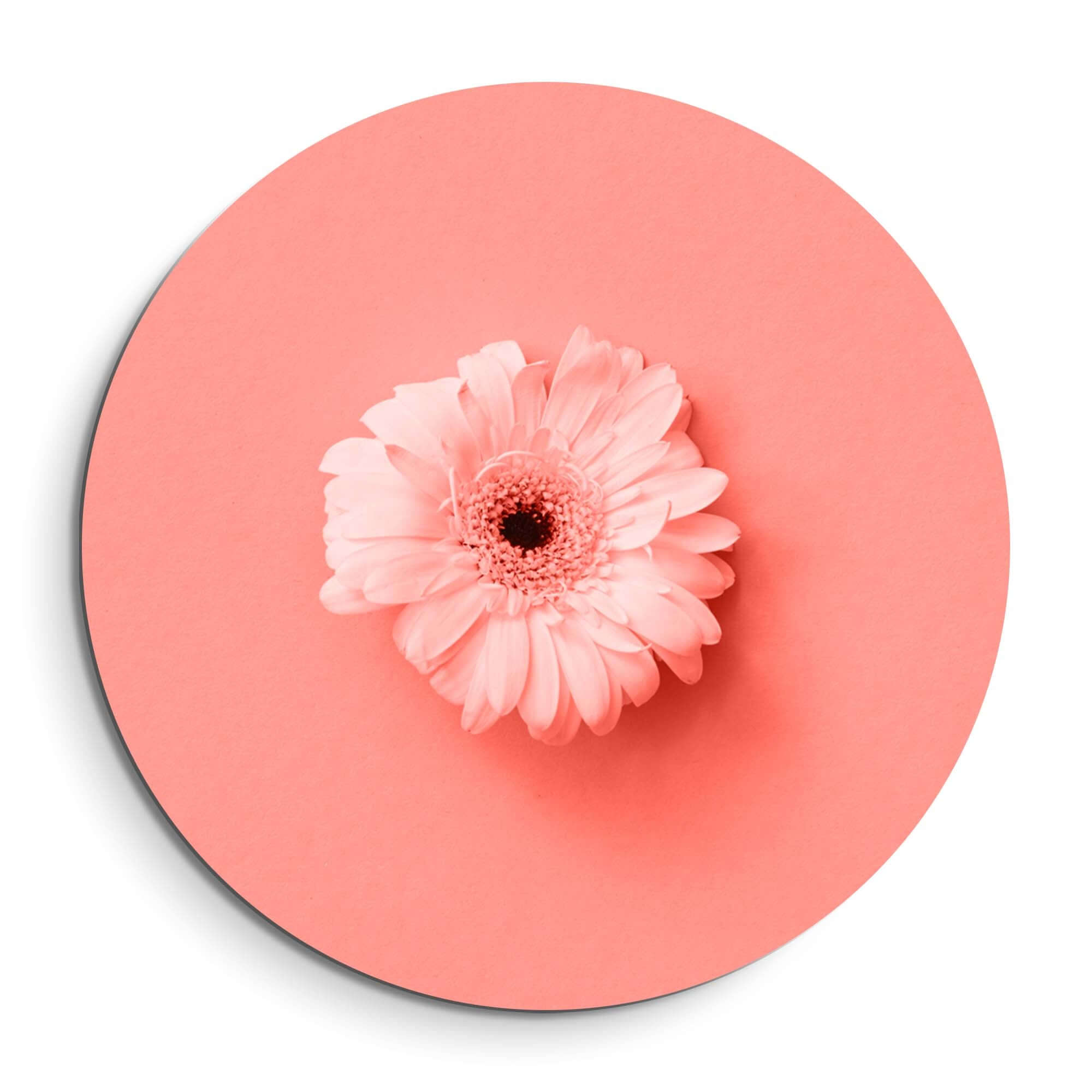 Coral Gerbera - Wandbild auf korallenrosa Hintergrund, stilvoller Blickfang für die Wanddekoration.