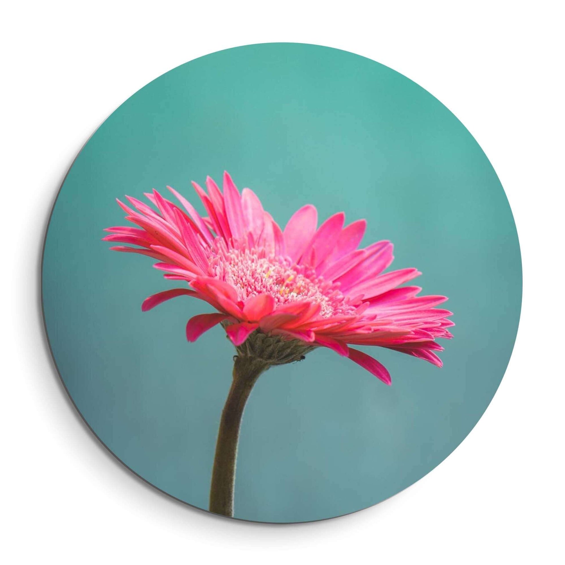 Blush Bloom - Wandbild mit leuchtend rosa Blume auf türkisfarbenem Hintergrund für moderne Innenräume.