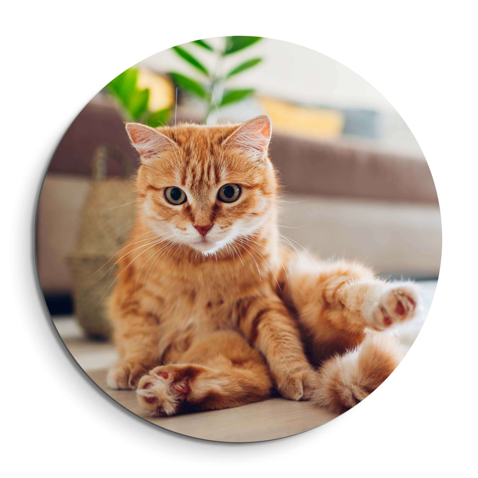Gemütlicher Charme - Wandbild einer entspannten Katze, perfekt für ein gemütliches Interieur.