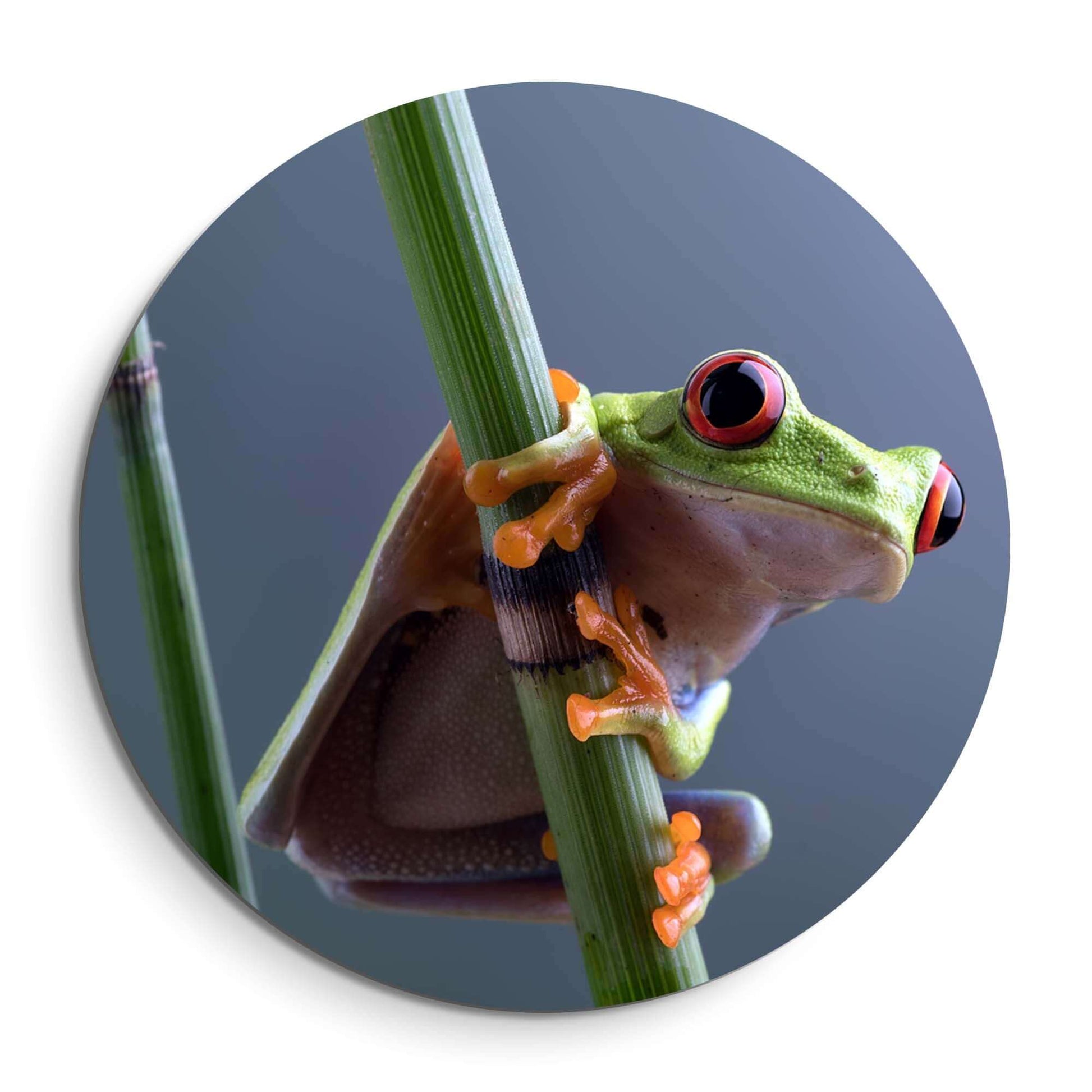 Emerald Climber - Wandbild mit lebhaftem Laubfrosch auf grünem Stiel, bunter Wandbild.