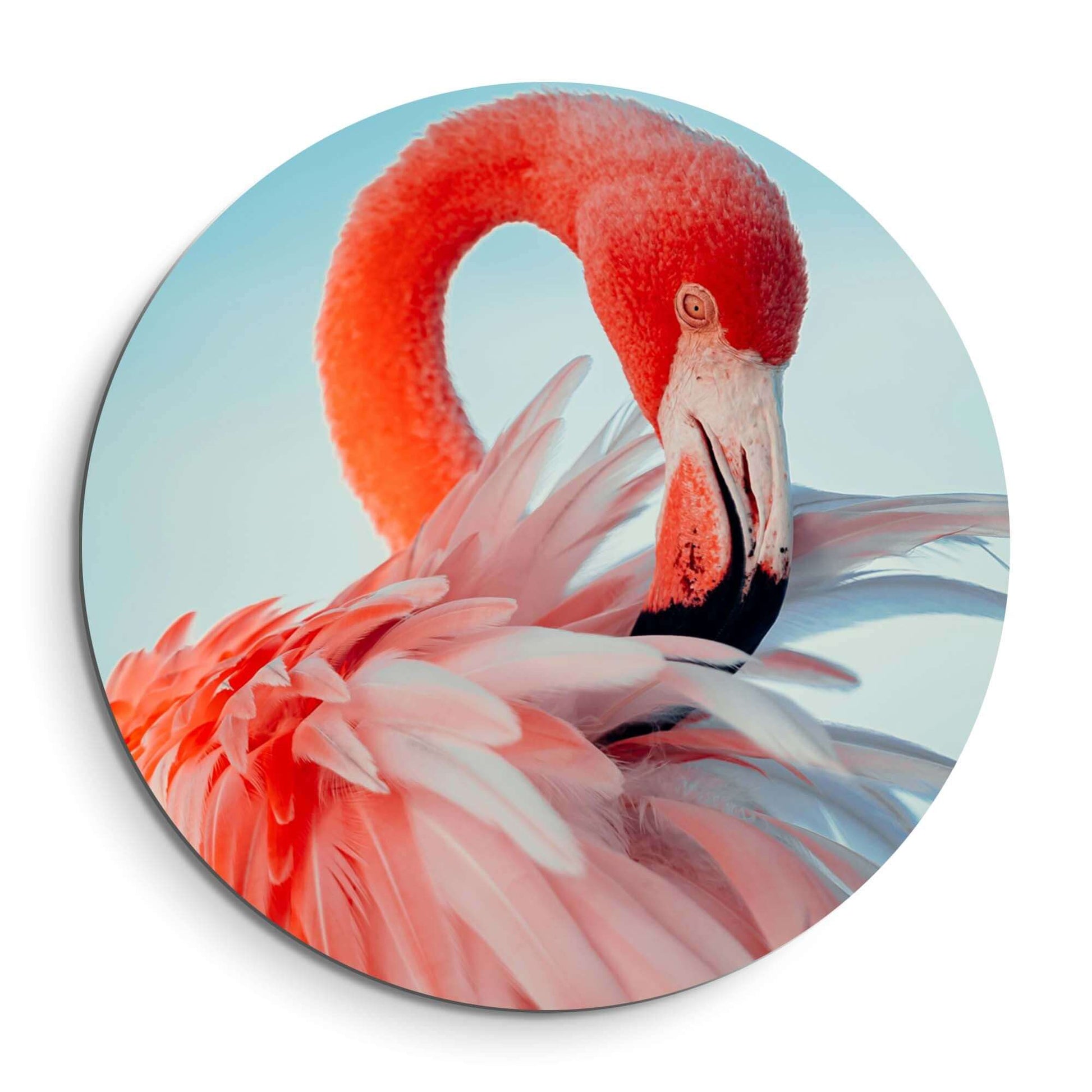 Feathered Grace - Wall Circle, schöner Wandbild mit elegantem Flamingo in Rosatönen.