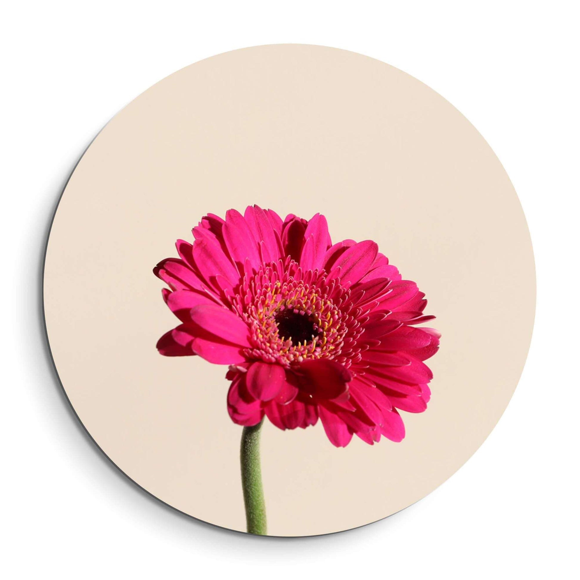 Fuchsia Gerbera - Wandbild mit zartbeigem Hintergrund, stilvoller Wandbild für jeden Raum.