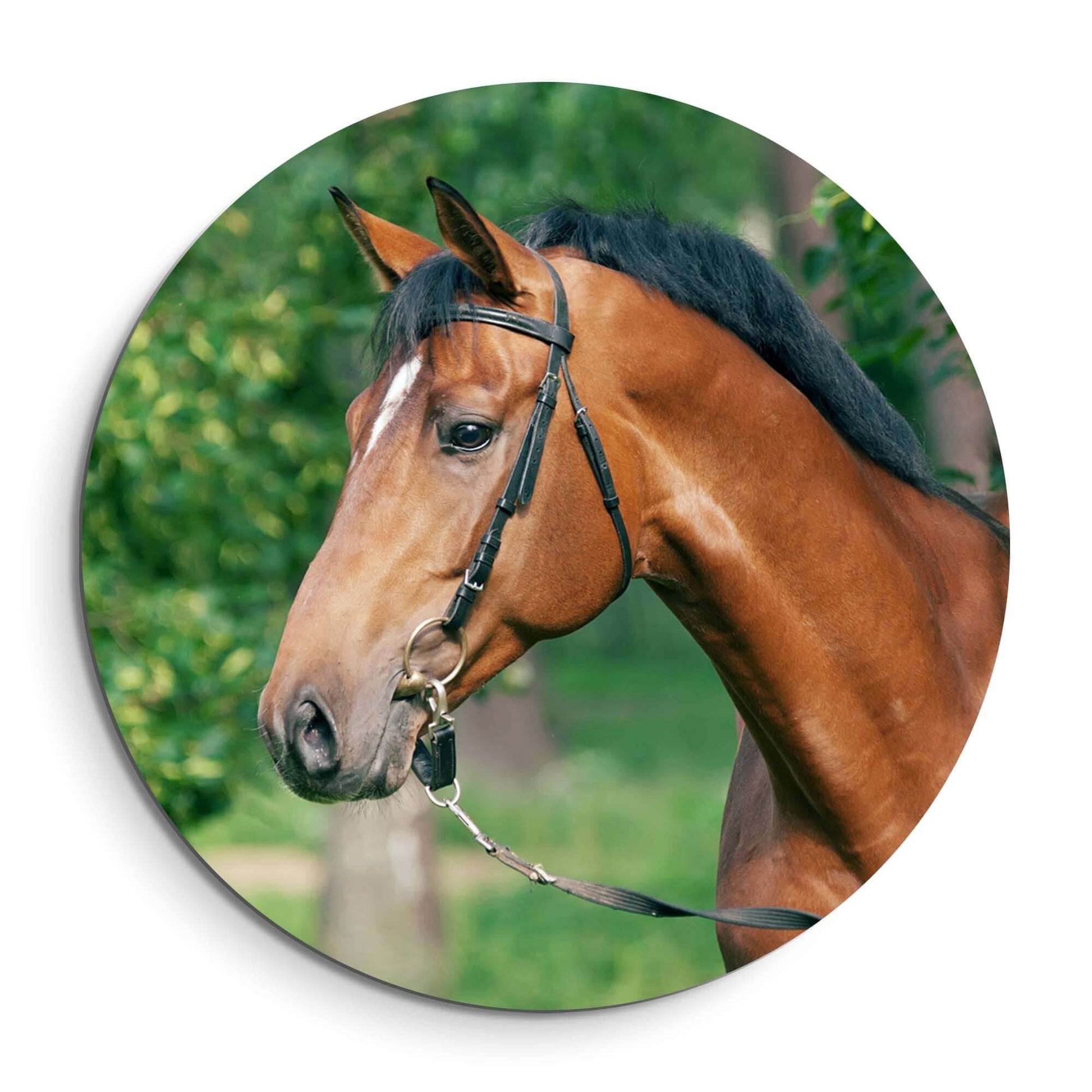 Gentle Strength - Wandbild mit einem eleganten Pferd im natürlichen Licht, perfekt für jeden Raum.