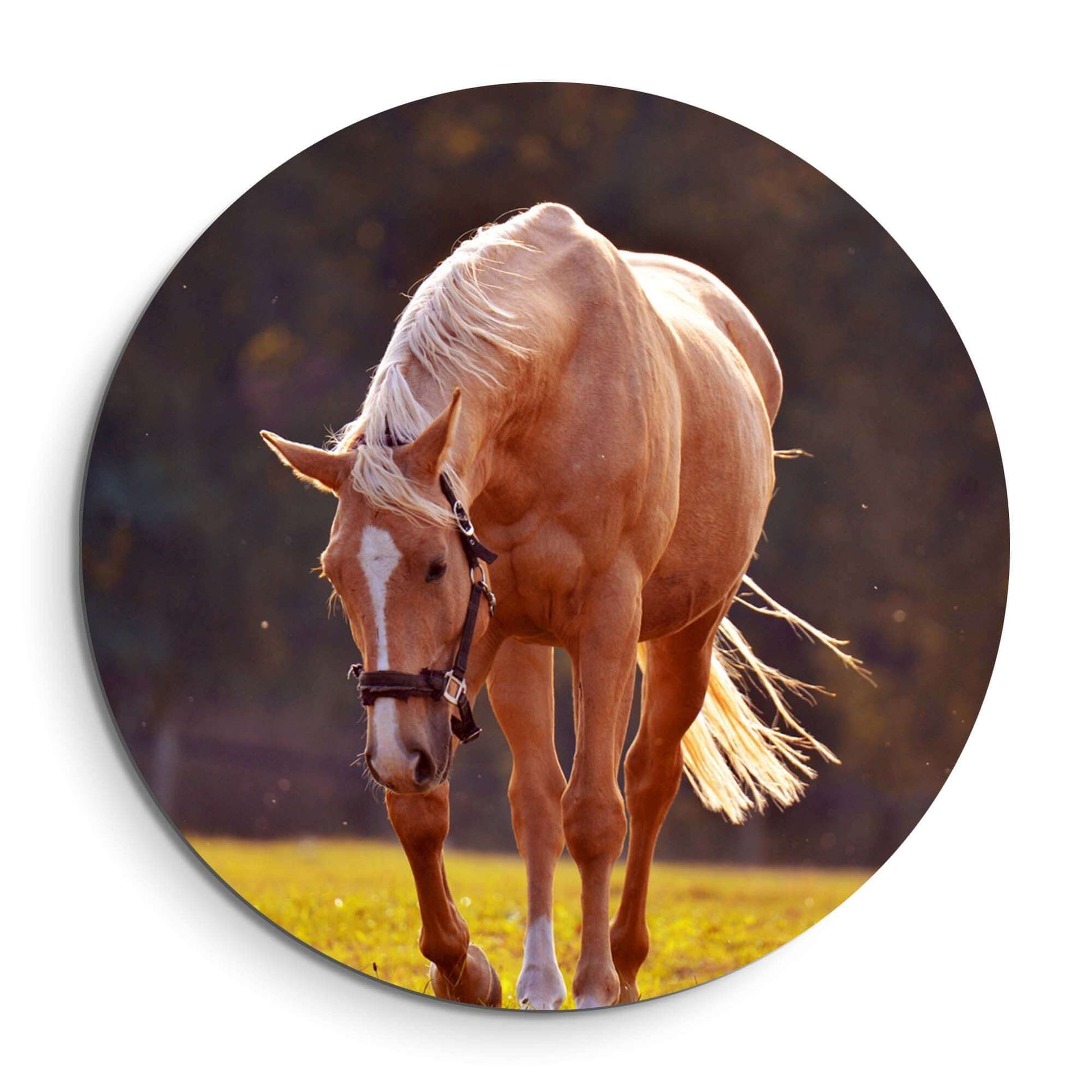 Golden Serenity - Wandbild, der ein goldenes Pferd im warmen Abendlicht auf einem eleganten Wandbild zeigt.