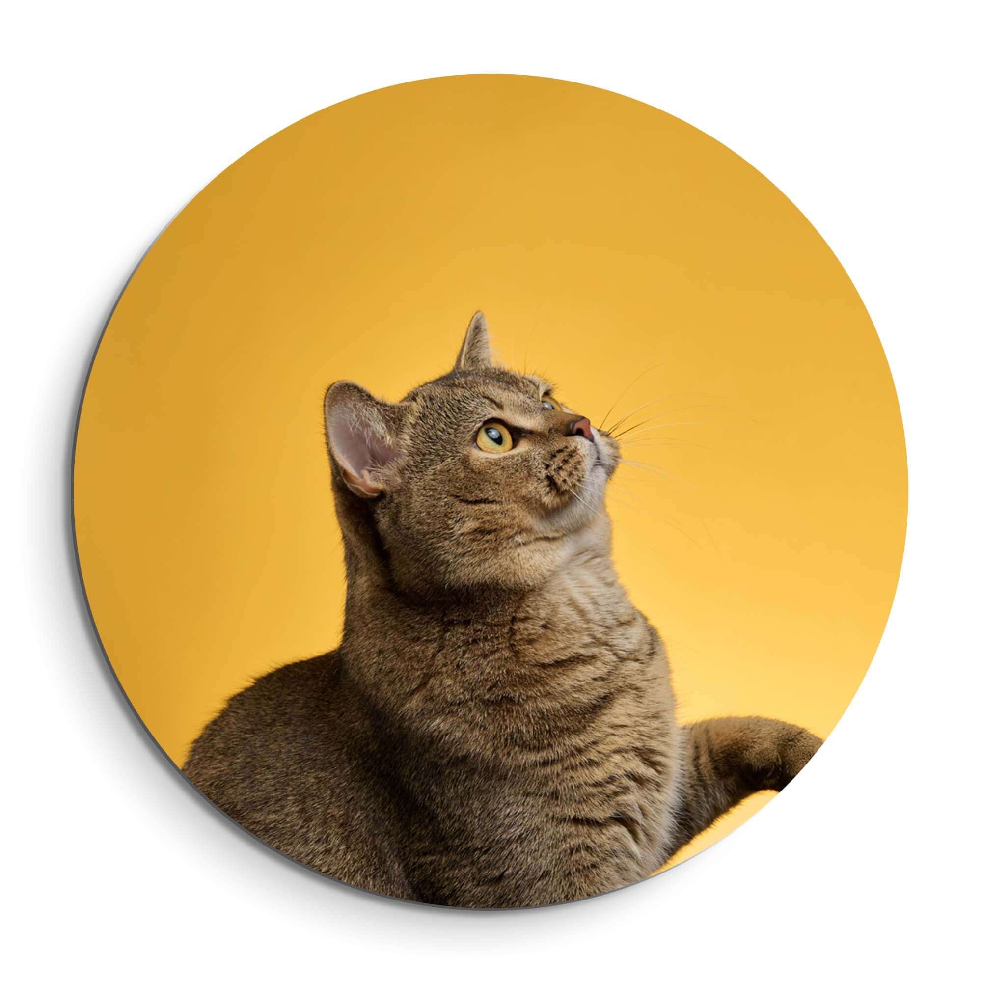 Golden Stretch - Wandbild mit einer Katze auf goldenem Hintergrund, luxuriöser Wandbild für stilvolle Innenräume.