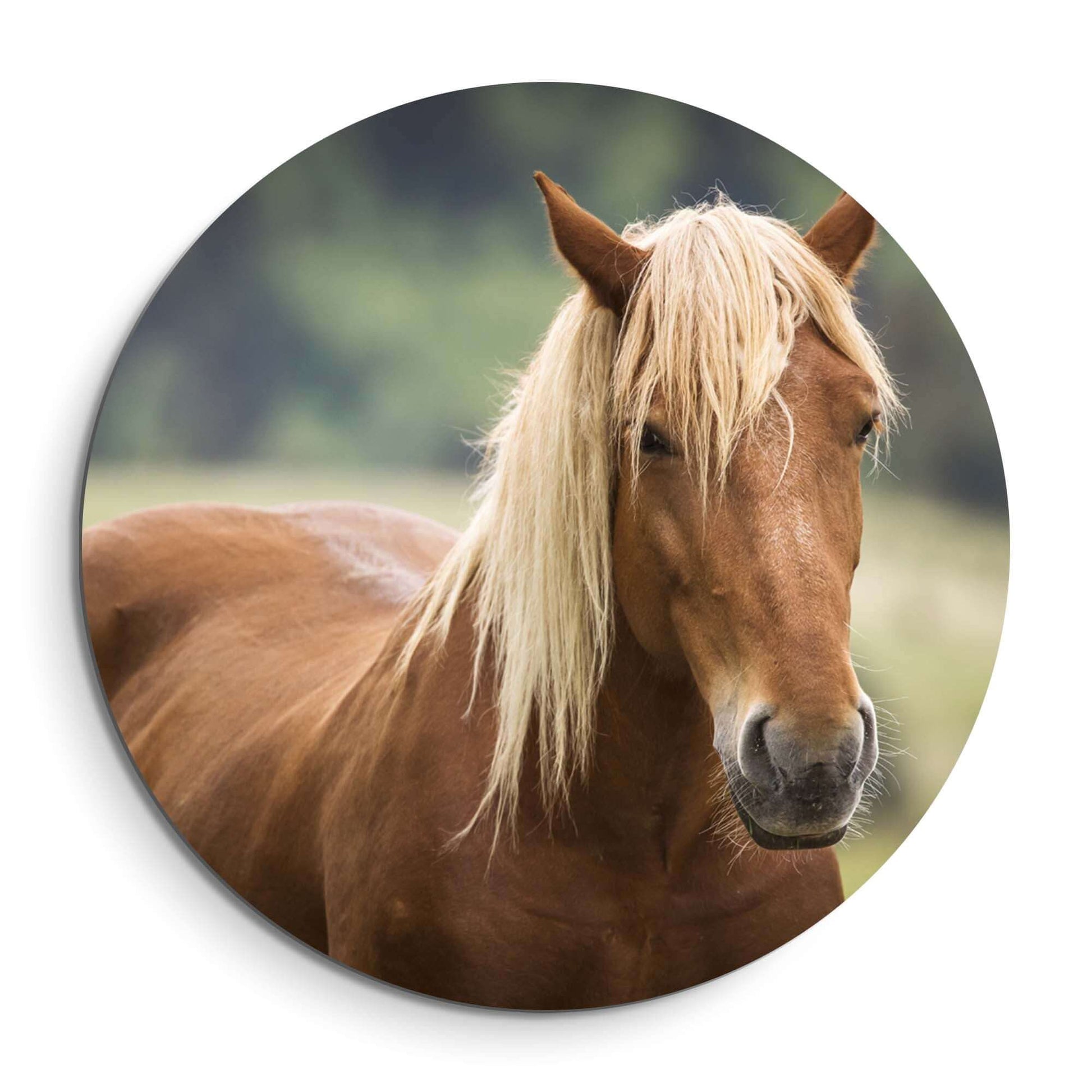 Golden Whisper - Wandbild mit einem goldenen Pferd im sanften Abendlicht.