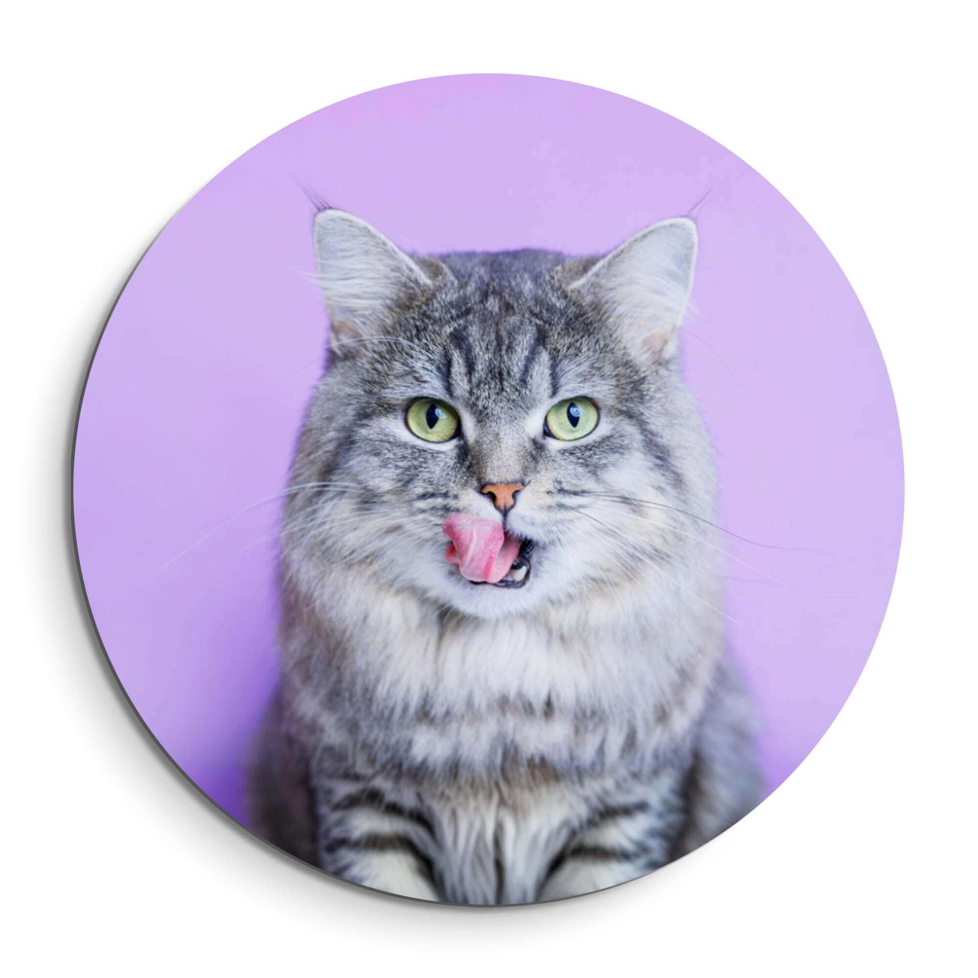 Lavender Lick - Wandbild einer grauen Katze auf lavendelfarbenem Hintergrund, modern und verspielt.