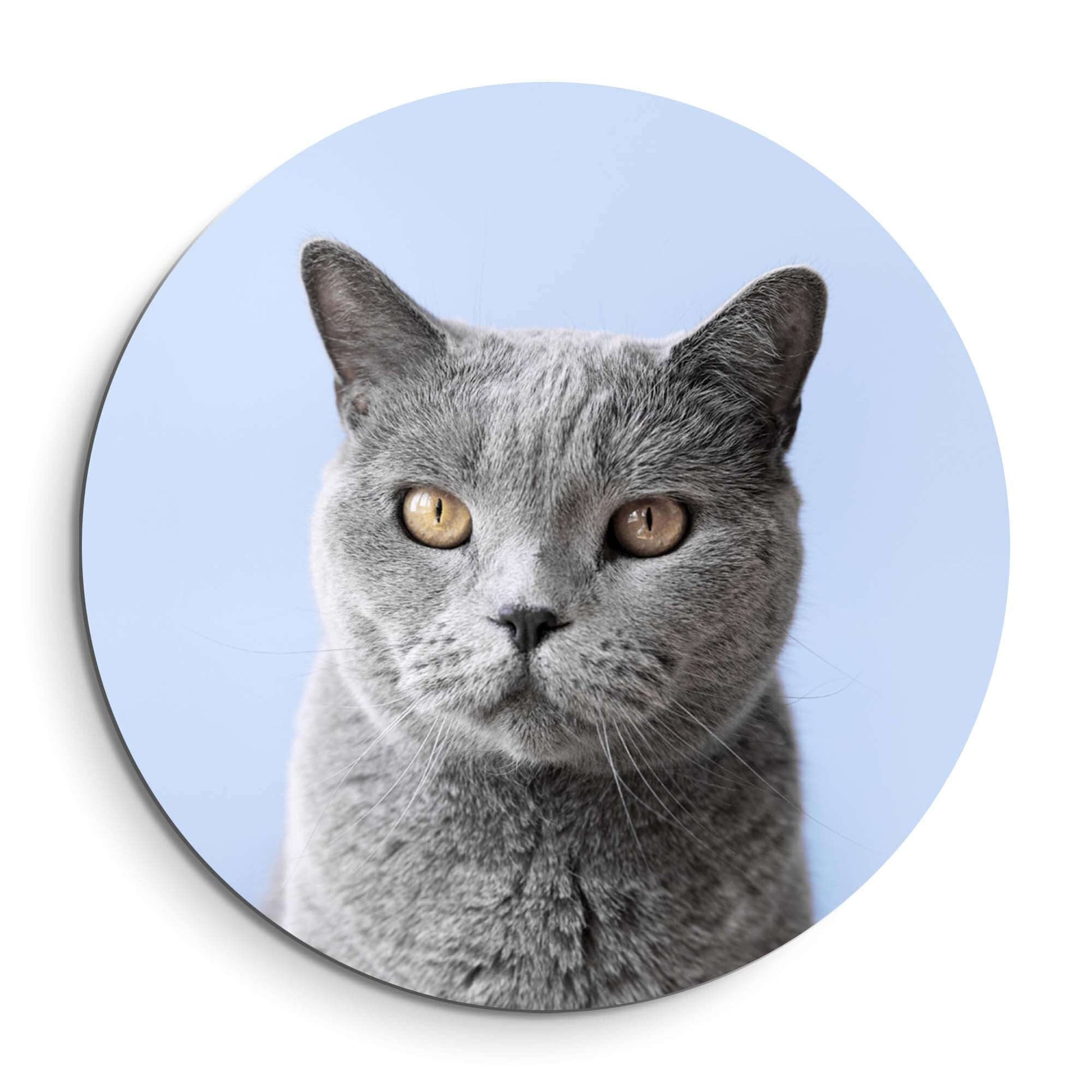 Misty Mood - Wandbild einer grauen Katze auf einem sanften blauen Hintergrund, Wandbild für elegante Innenräume.