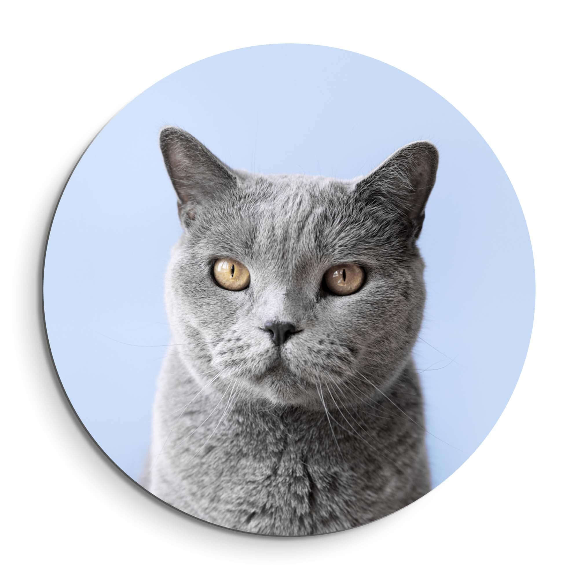 Misty Mood - Wandbild einer grauen Katze auf einem sanften blauen Hintergrund, Wandbild für elegante Innenräume.