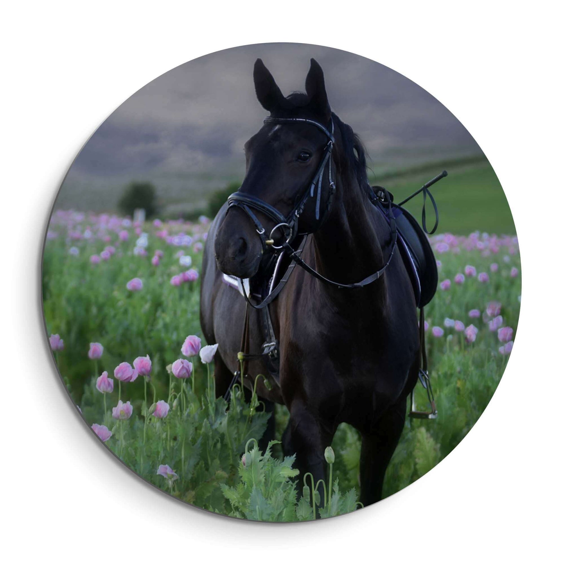 Pasture Light - Wandbild mit schwarzem Pferd in blühendem Grasland und zartrosa Blumen.