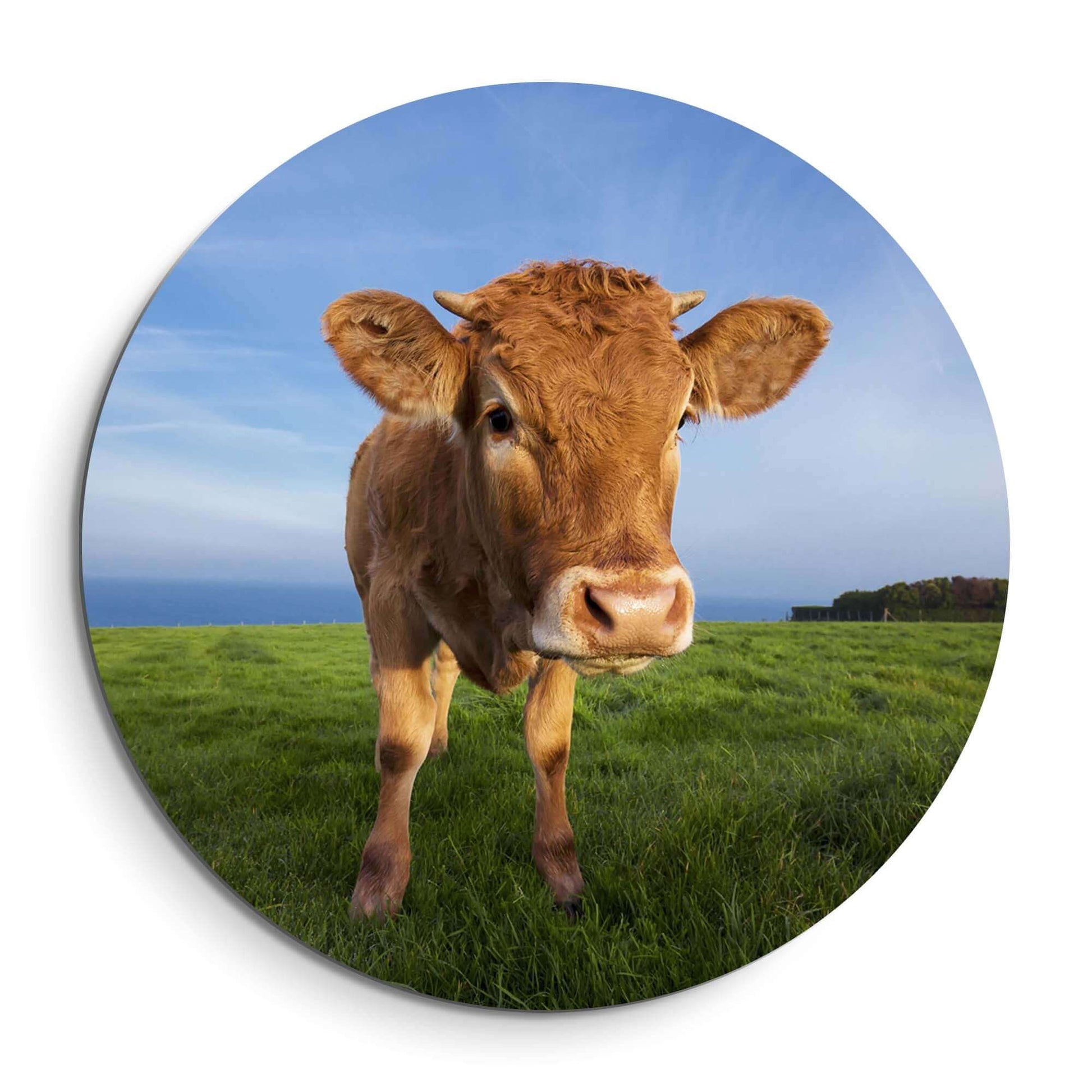 Kalb auf der Wiese - Wandbild, neugieriges Kalb auf Wiese, Wanddekoration aus hochwertigem Dibond, Wandbilder, Wandbild, beruhigende Inneneinrichtung