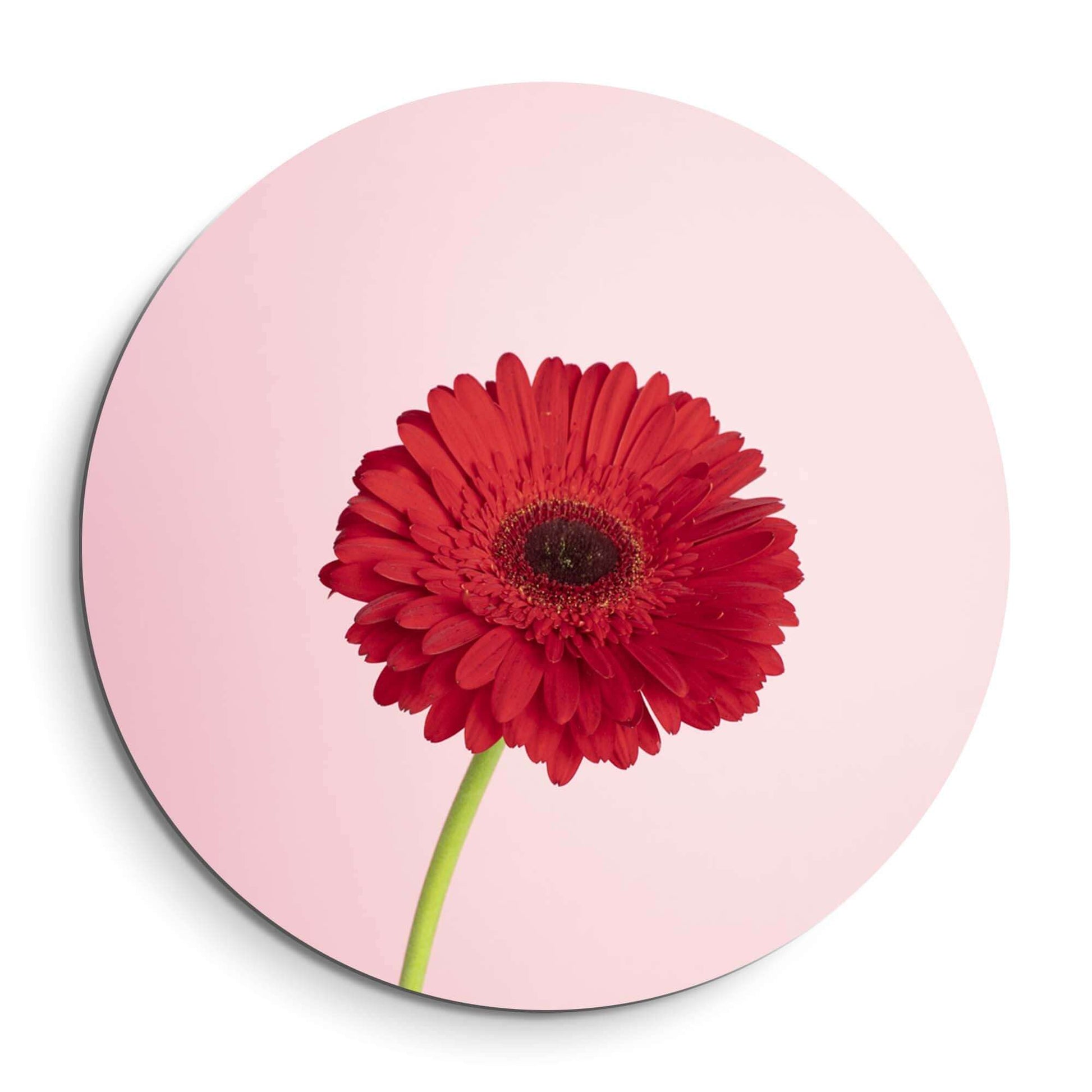 Red Gerbera - Wandbild mit leuchtend roten Gerbera auf einem zartrosa Hintergrund, perfekt für die Wanddekoration.