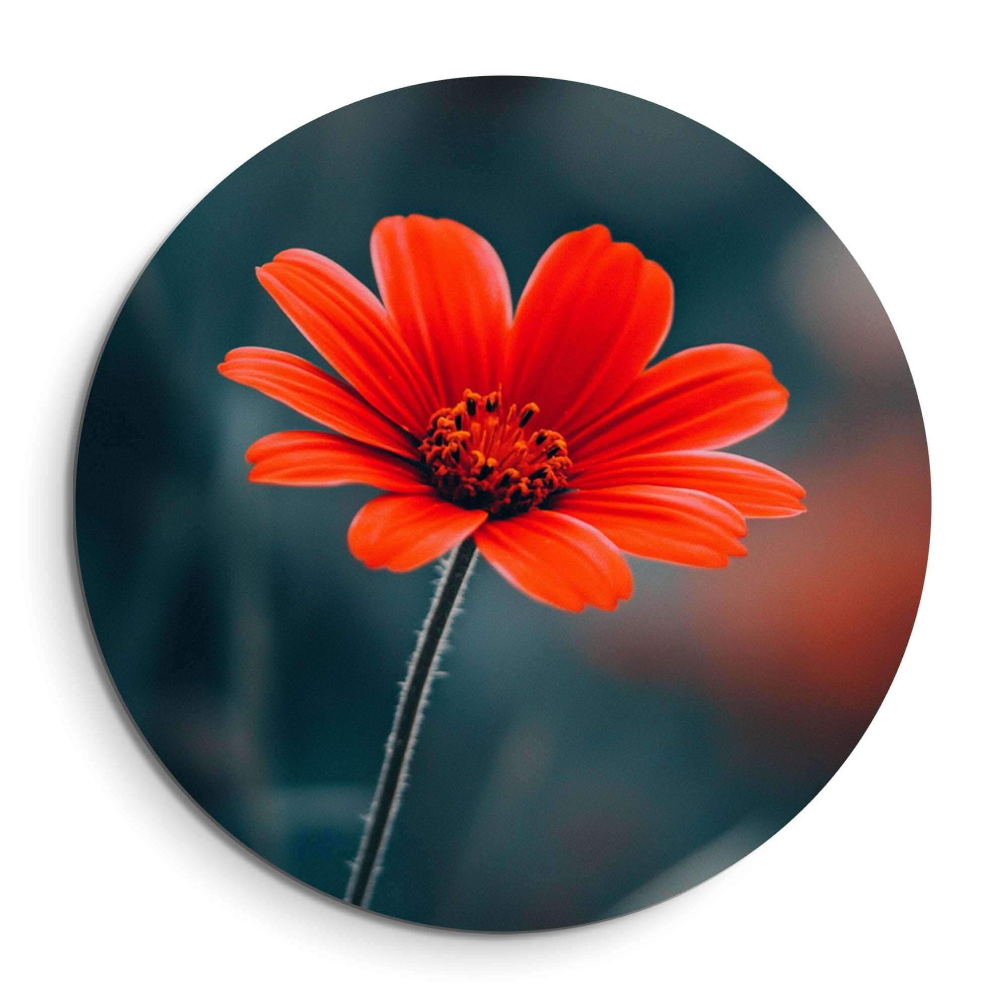 Crimson Grace - Wandbild mit feuerroter Blume auf geheimnisvollem Hintergrund für ein stilvolles Interieur.