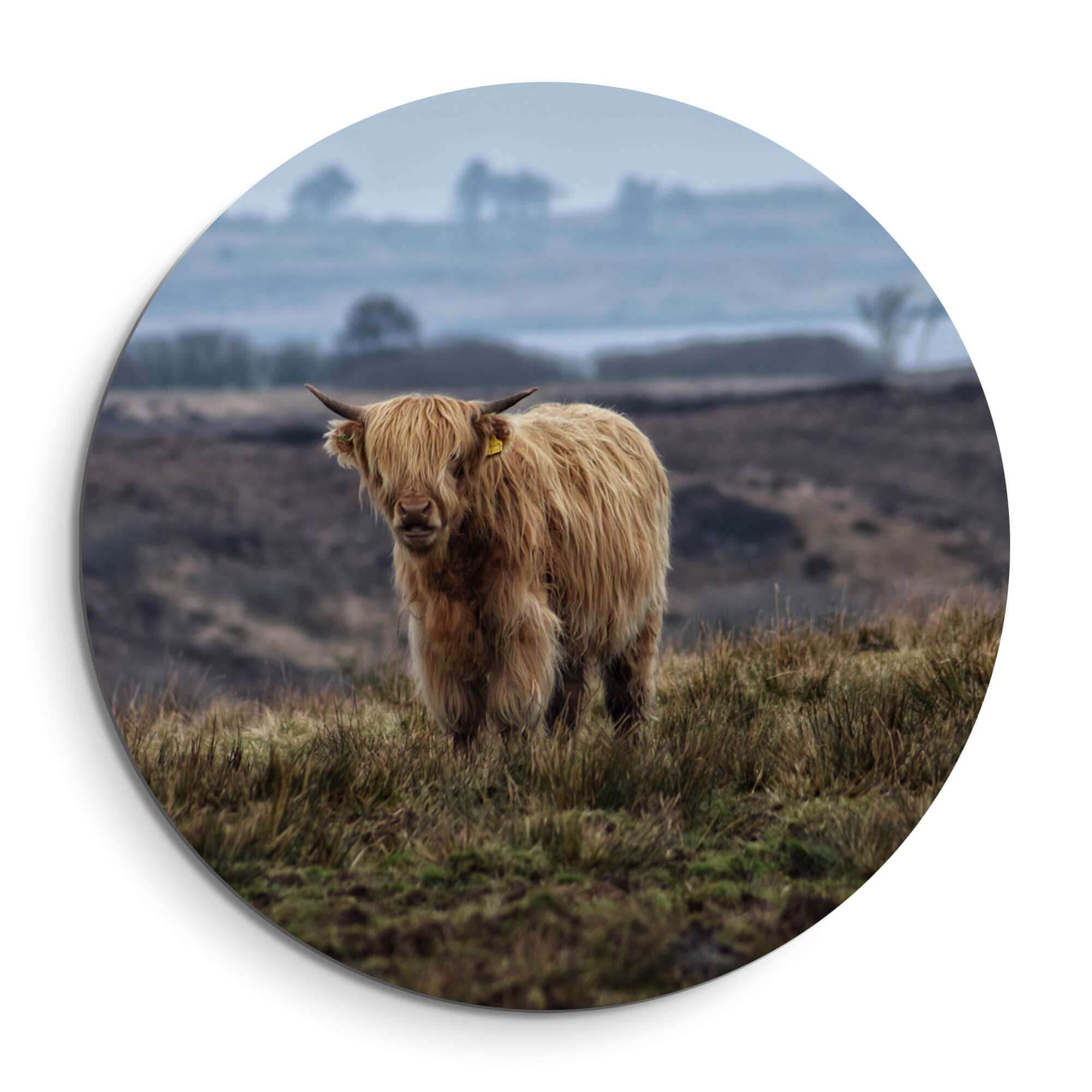 Schottischer Highlander auf dem Feld - Wandbild auf Aluminium-Dibond, Naturdekoration für Wohnzimmer oder Küche, Wandbilder und Wandbilder