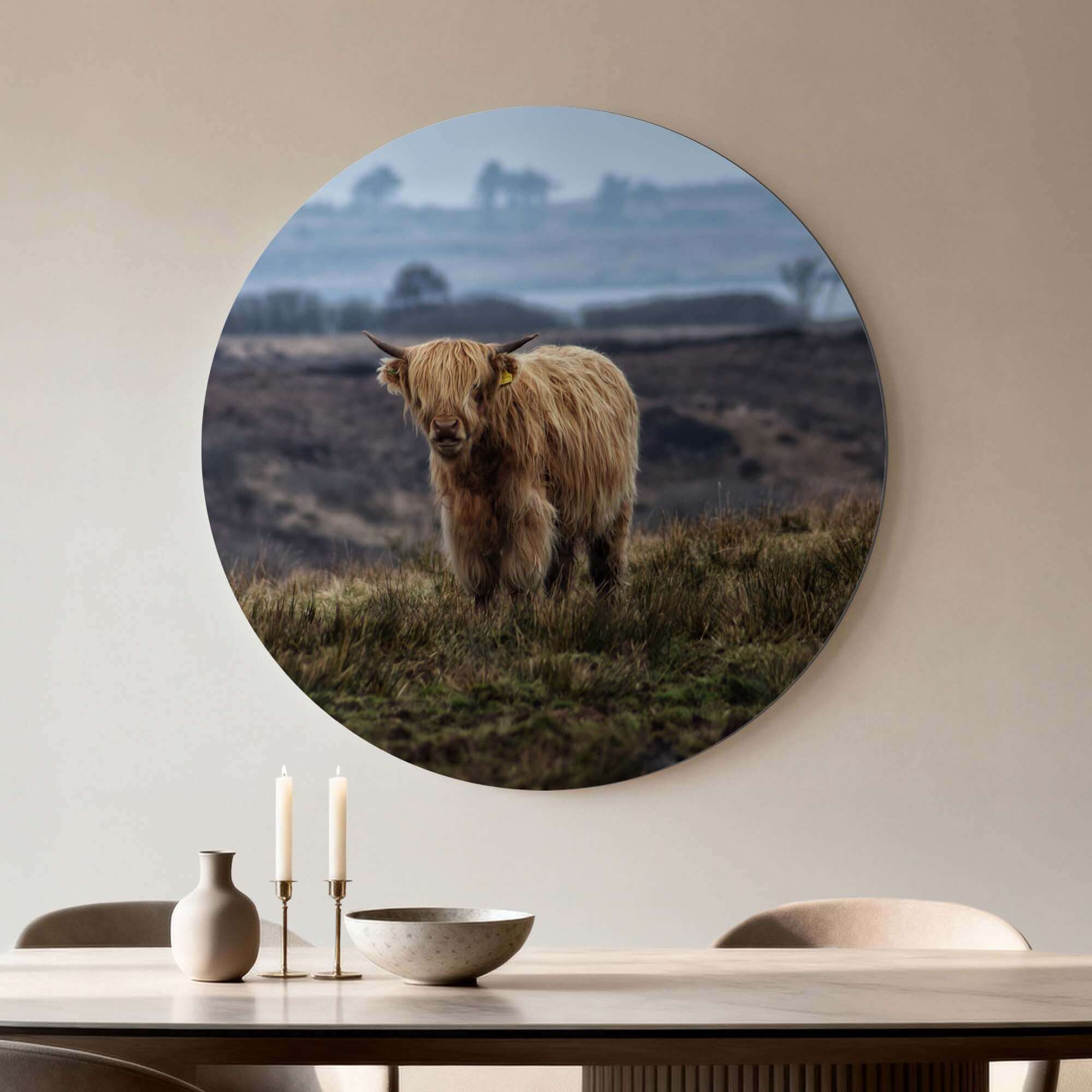 Schottischer Highlander auf dem Feld - Wandbild aus Aluminium-Dibond, stilvoller Wandbild für Küche oder Wohnzimmer.