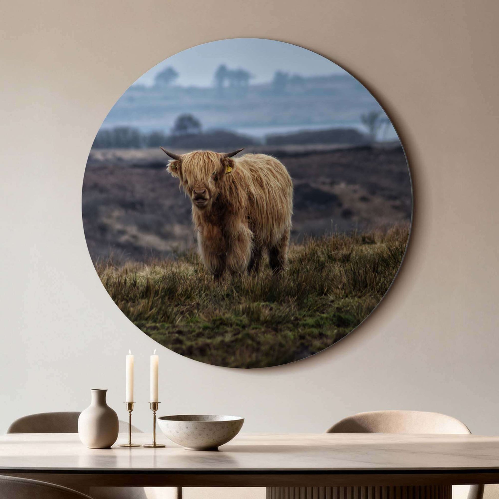Schottischer Highlander auf dem Feld - Wandbild aus Aluminium-Dibond für das Wohnzimmer, stilvoller Wandbild mit Naturdruck.