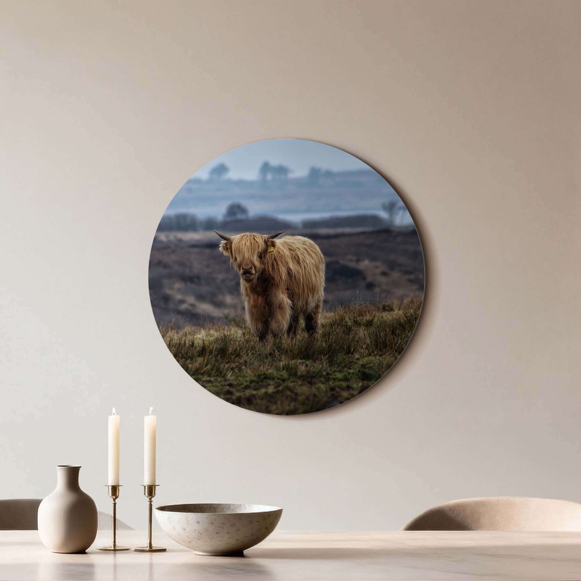 Schottischer Highlander auf dem Feld - Wandbild; dekorativer Wandbild auf Aluminium-Dibond, Naturdruck für Küche oder Wohnzimmer.
