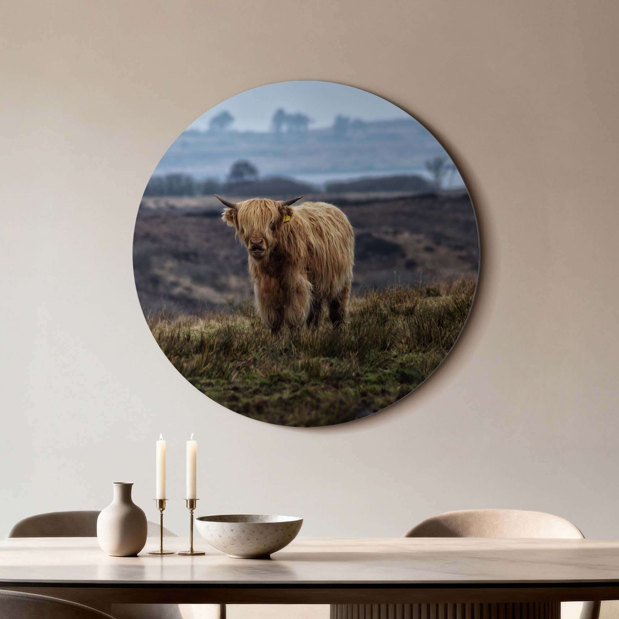 Schottischer Highlander auf dem Feld - Wandbild mit Wanddekoration auf Aluminium-Dibond für Küche oder Wohnzimmer.