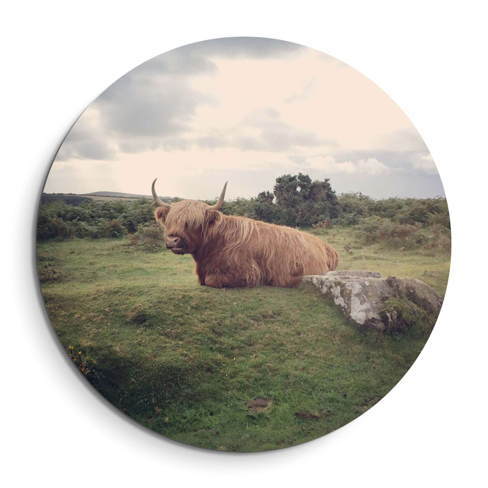 Ruhiger Highlander in der Natur - Wandbild mit schottischem Highlander im grünen Feld, Wandbild auf Aluminium-Dibond.