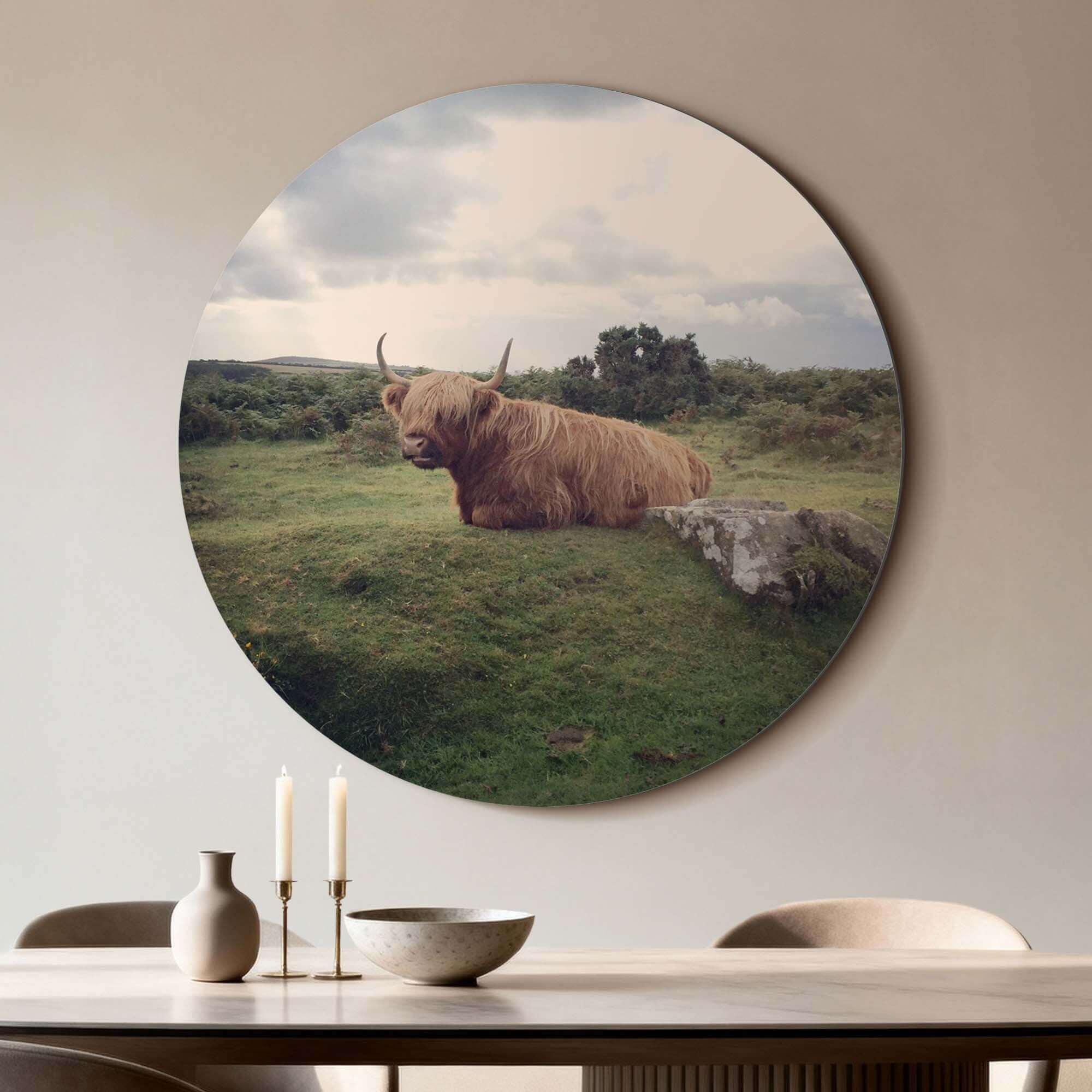 Gelassener Highlander in der Natur - Wandbild auf Aluminium-Dibond, gelassener schottischer Highlander im grünen Feld. Stilvolles Wandbild-Dekor.