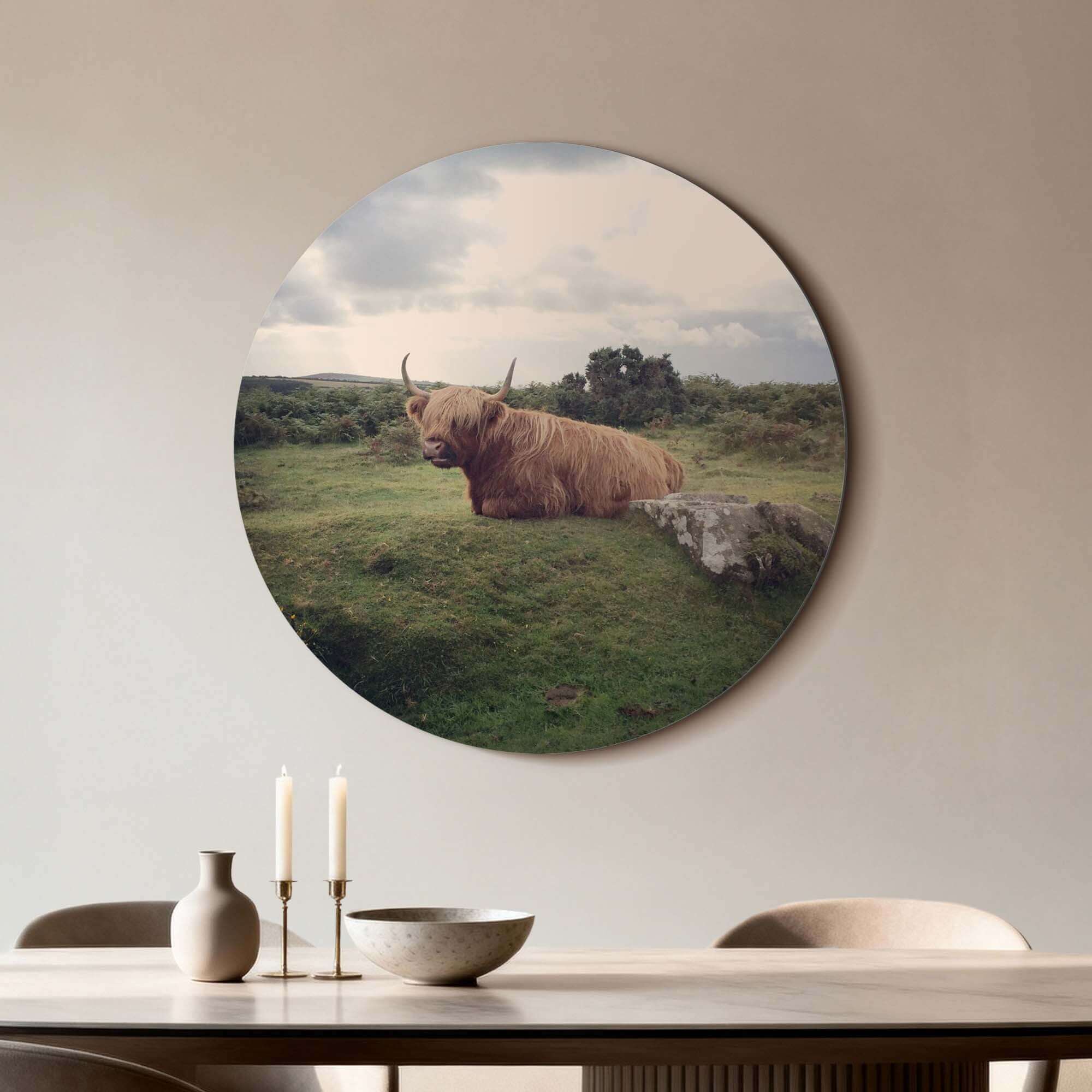 Gelassener Highlander in der Natur - Wandbild auf Aluminium-Dibond, gelassener schottischer Highlander im grünen Feld. Wandbild Wanddekoration.