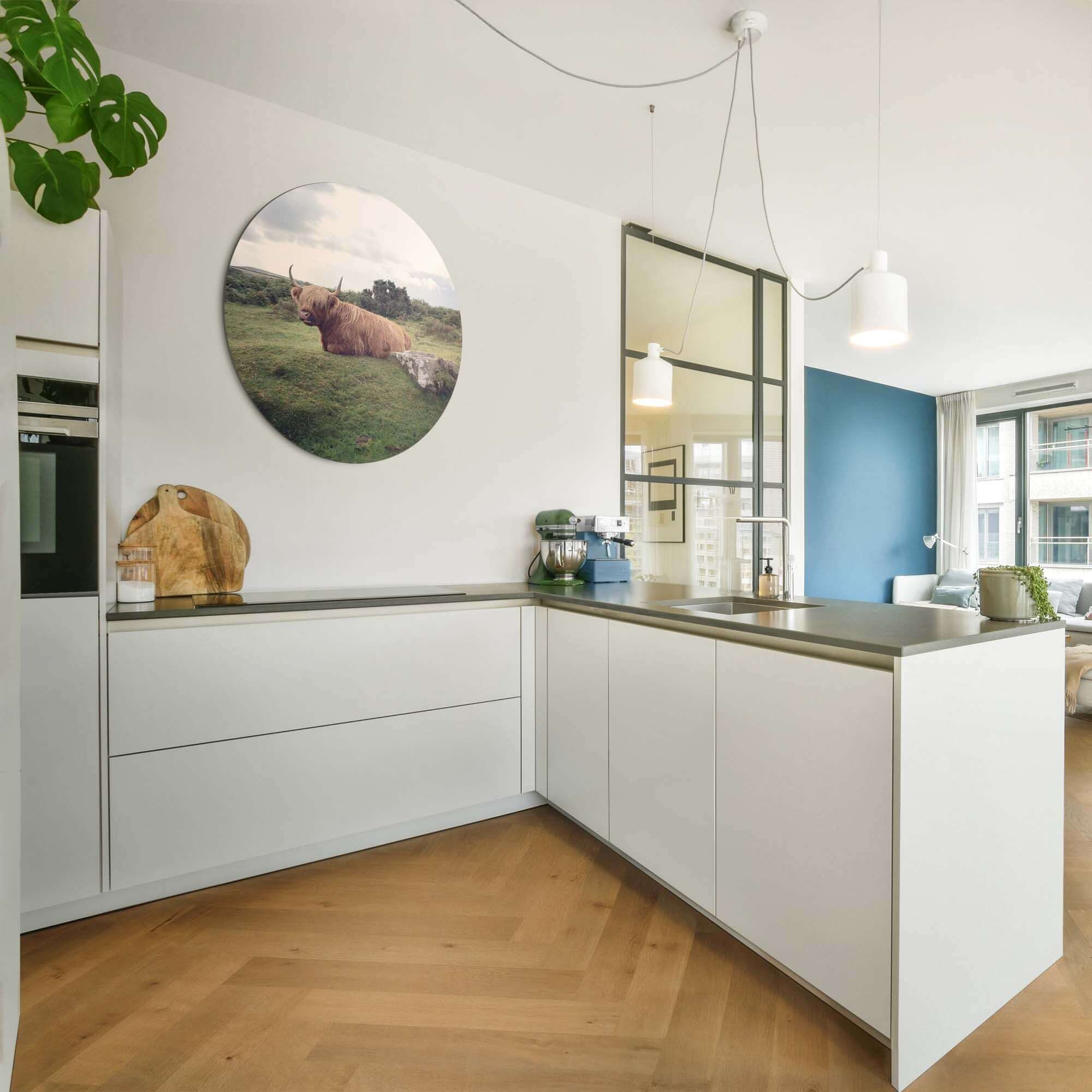 Gelassener Highlander in der Natur - Wandbild in moderner Küche, gelassener Wandbild mit schottischem Highlander auf Aluminium-Dibond.