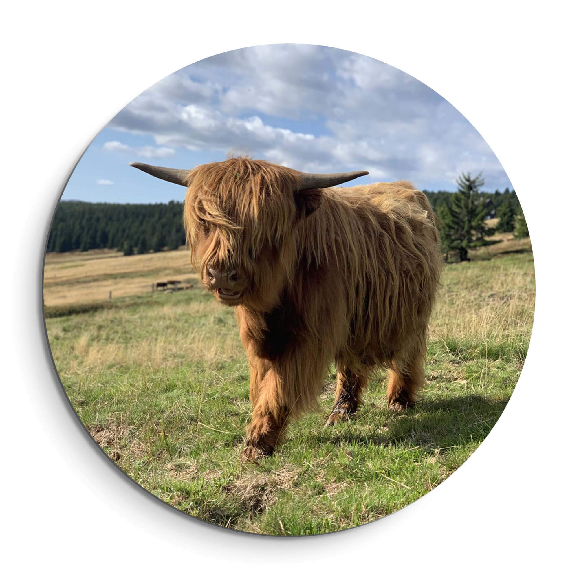 Highlander im Sonnenlicht - Wandbild: Schottische Highlander in einem sonnenbeschienenen Feld, der perfekte Wandbild für ein natürliches Ambiente.