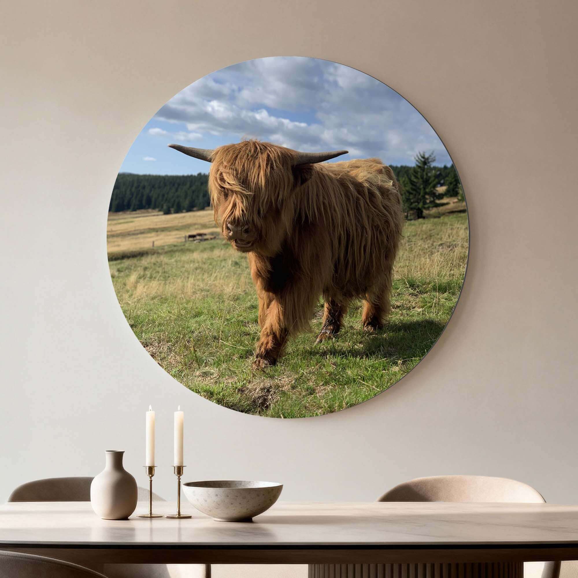 Highlander im Sonnenlicht - Wandbild mit schottischem Highlander auf sonnigem Feld, perfekter Wandbild für Küche und Wohnzimmer.