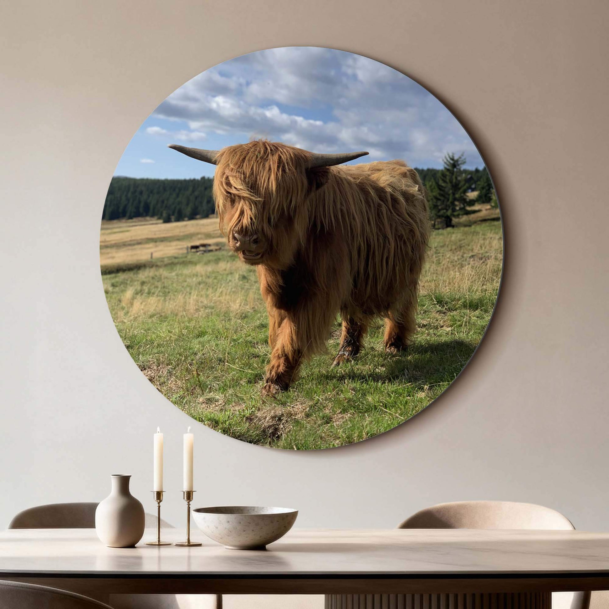 Highlander im Sonnenlicht - Wandbild mit schottischem Highlander auf Feld, perfekter Wandbild für natürliche Atmosphäre in Küche oder Wohnzimmer.