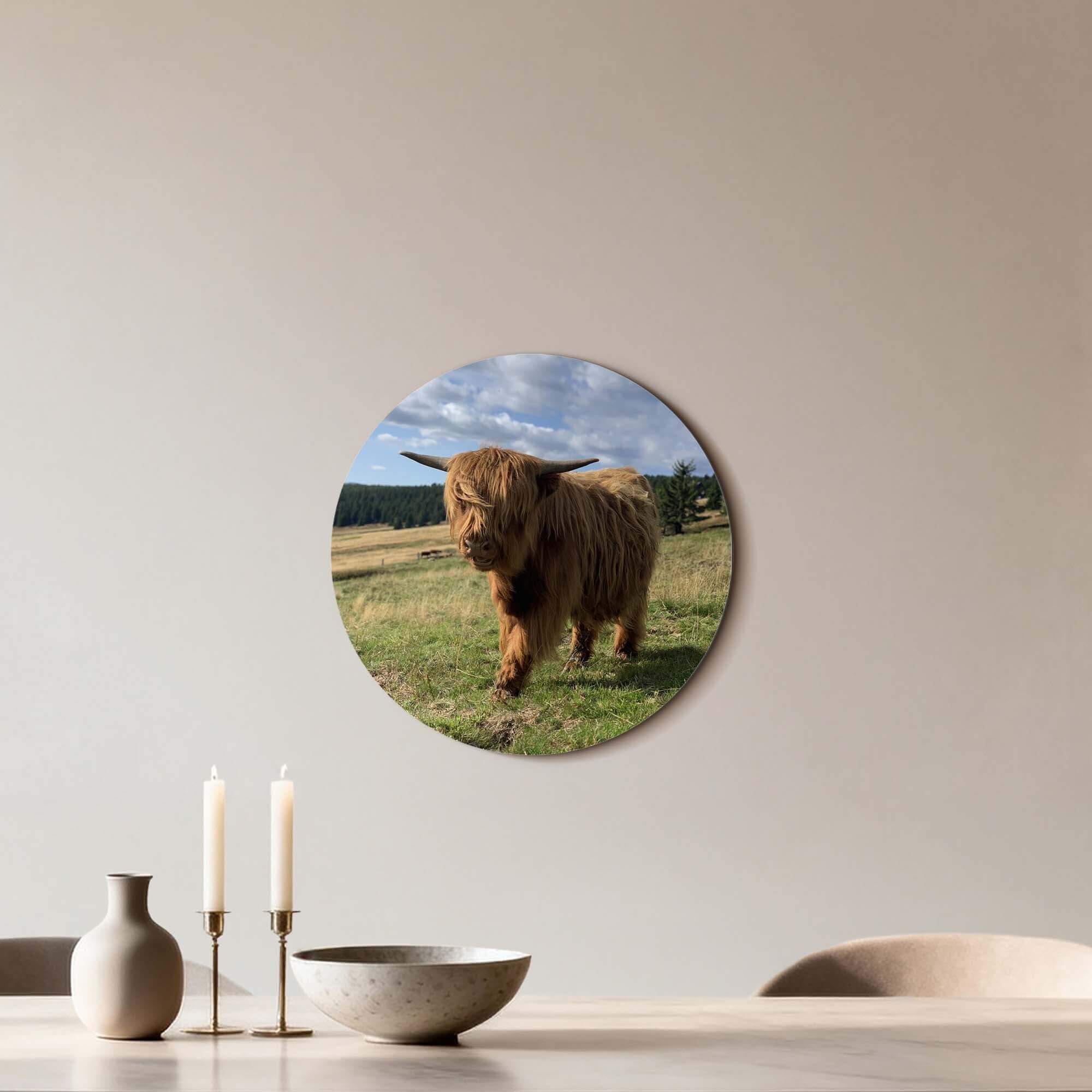 Highlander im Sonnenlicht - Wandbild auf Aluminium-Dibond in einem sonnigen Feld, perfekt für Küche oder Wohnzimmer. Wandbild Dekor.