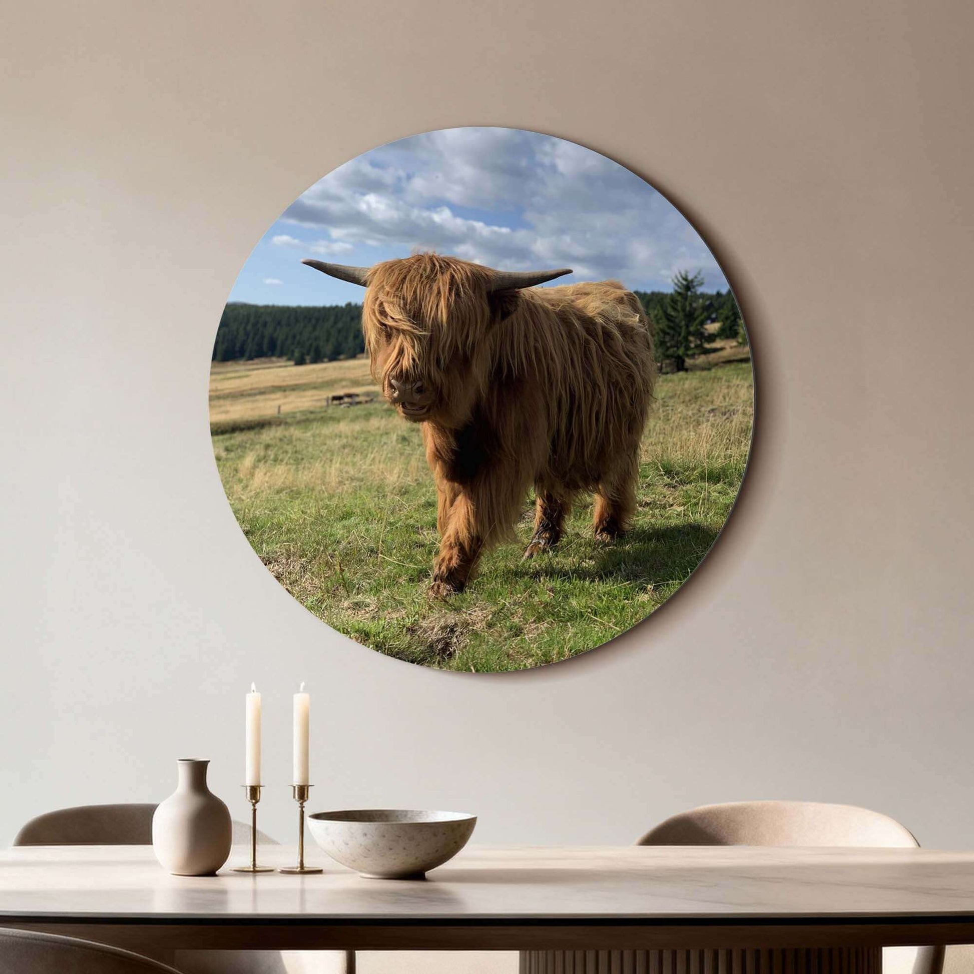 Highlander in sunlight - Wandbild auf Aluminium-Dibond, natürlich wirkender Wandbild, perfekt für die Dekoration von Küche oder Wohnzimmer.