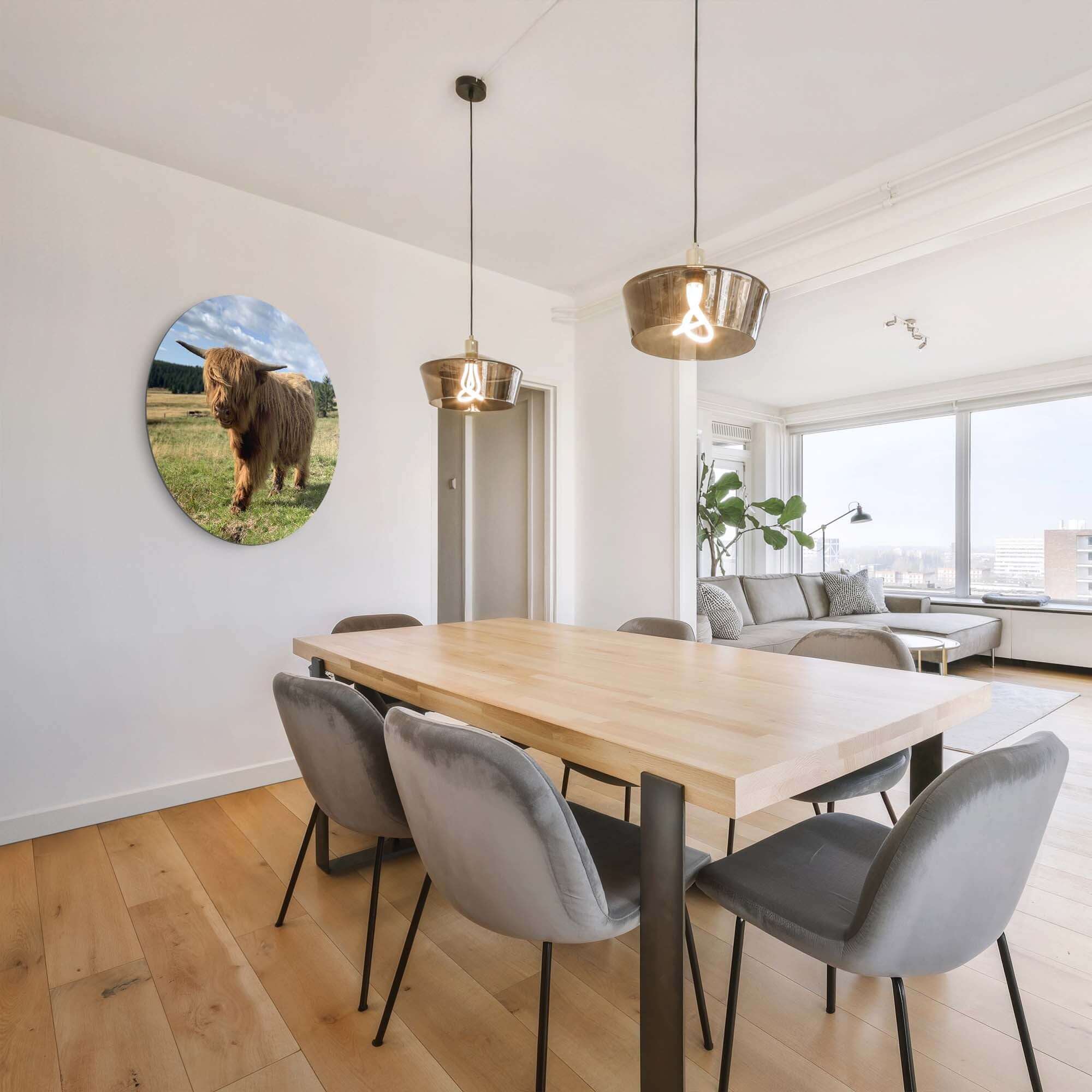 Highlander im Sonnenlicht - Wandbild im modernen Esszimmer, Wanddekoration mit schottischem Highlander, natürliche Atmosphäre, Aluminium-Dibond