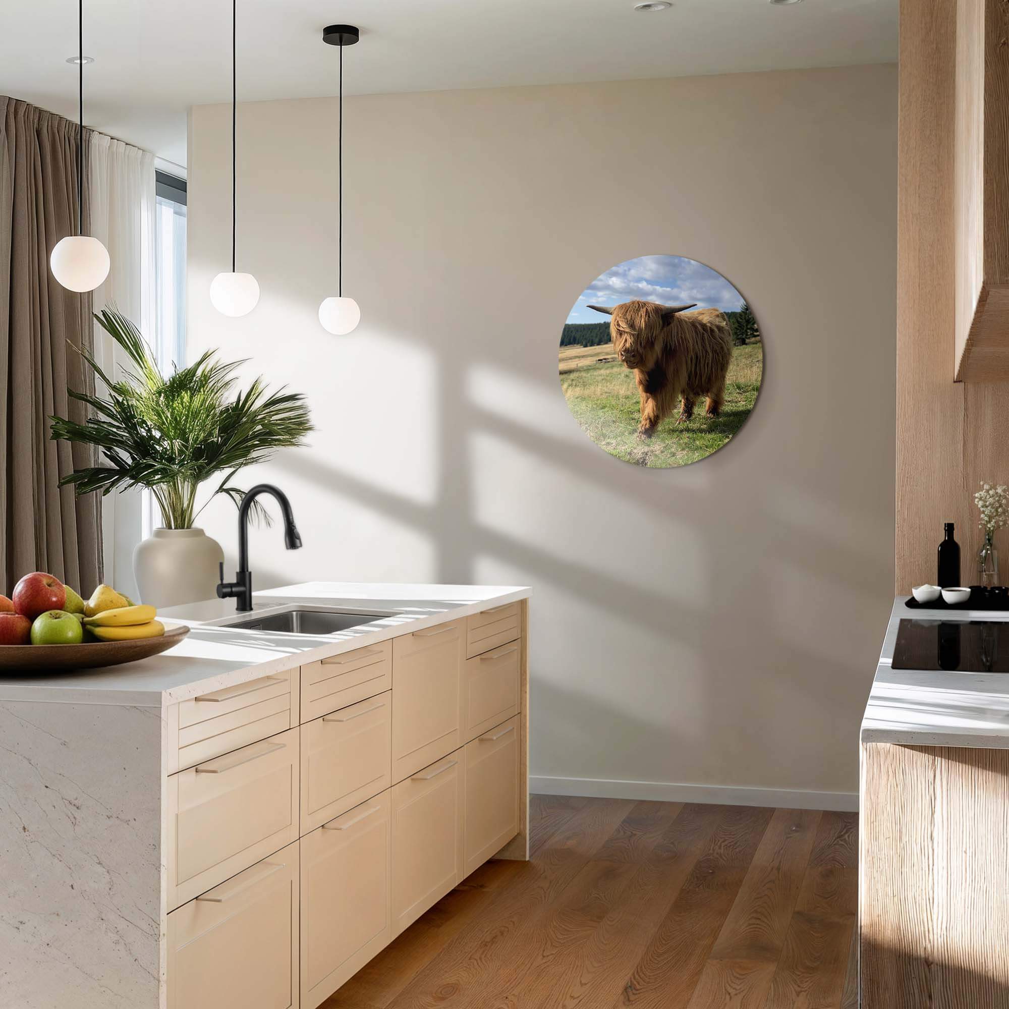 Highlander im Sonnenlicht - Wandbild in moderner Küche, Schottischer Highlander Bild, Wandbilder, langlebiges Aluminium Dibond