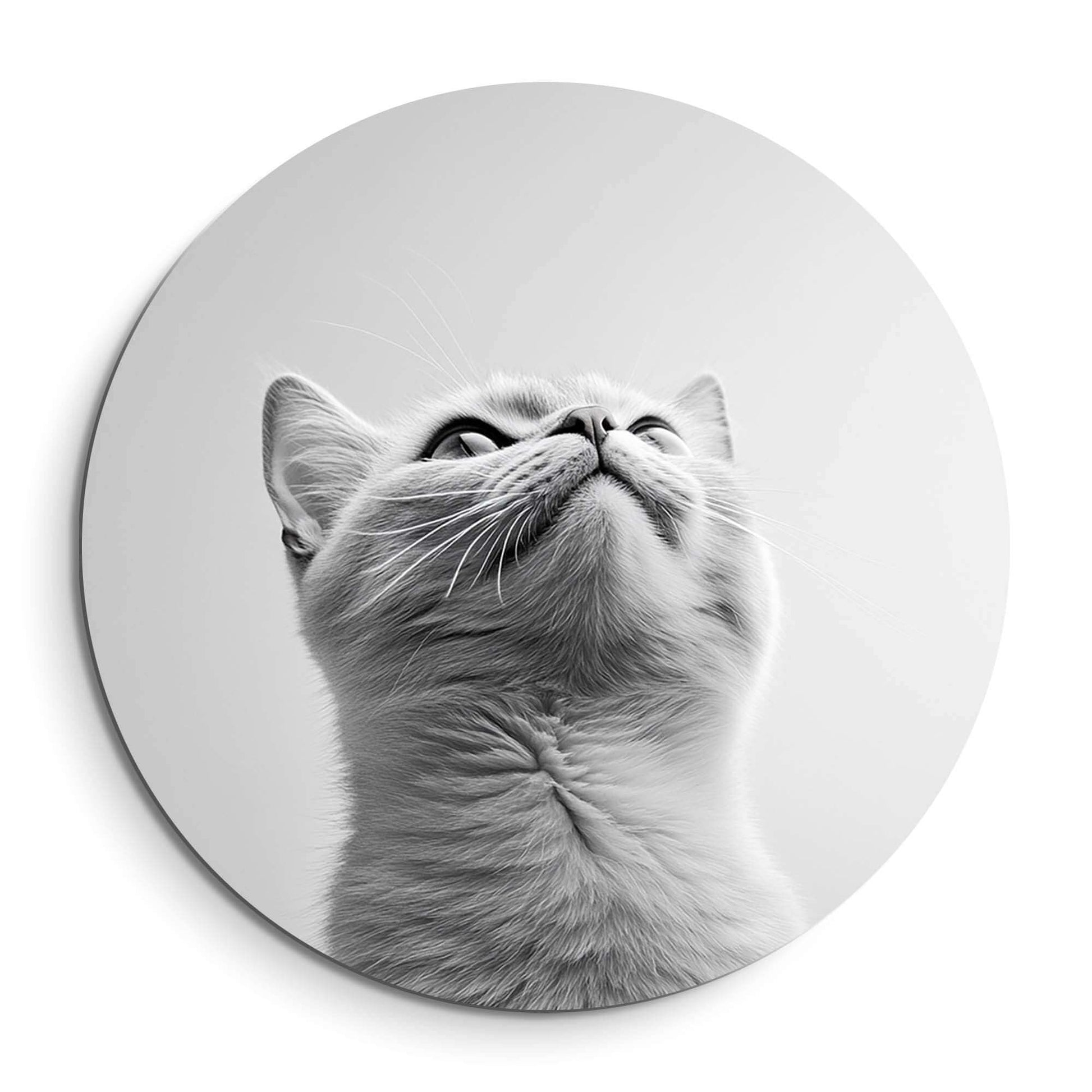 Silver Whisker - Wandbild mit elegantem Design einer grauen Katze auf hochwertigem Aluminium-Dibond.