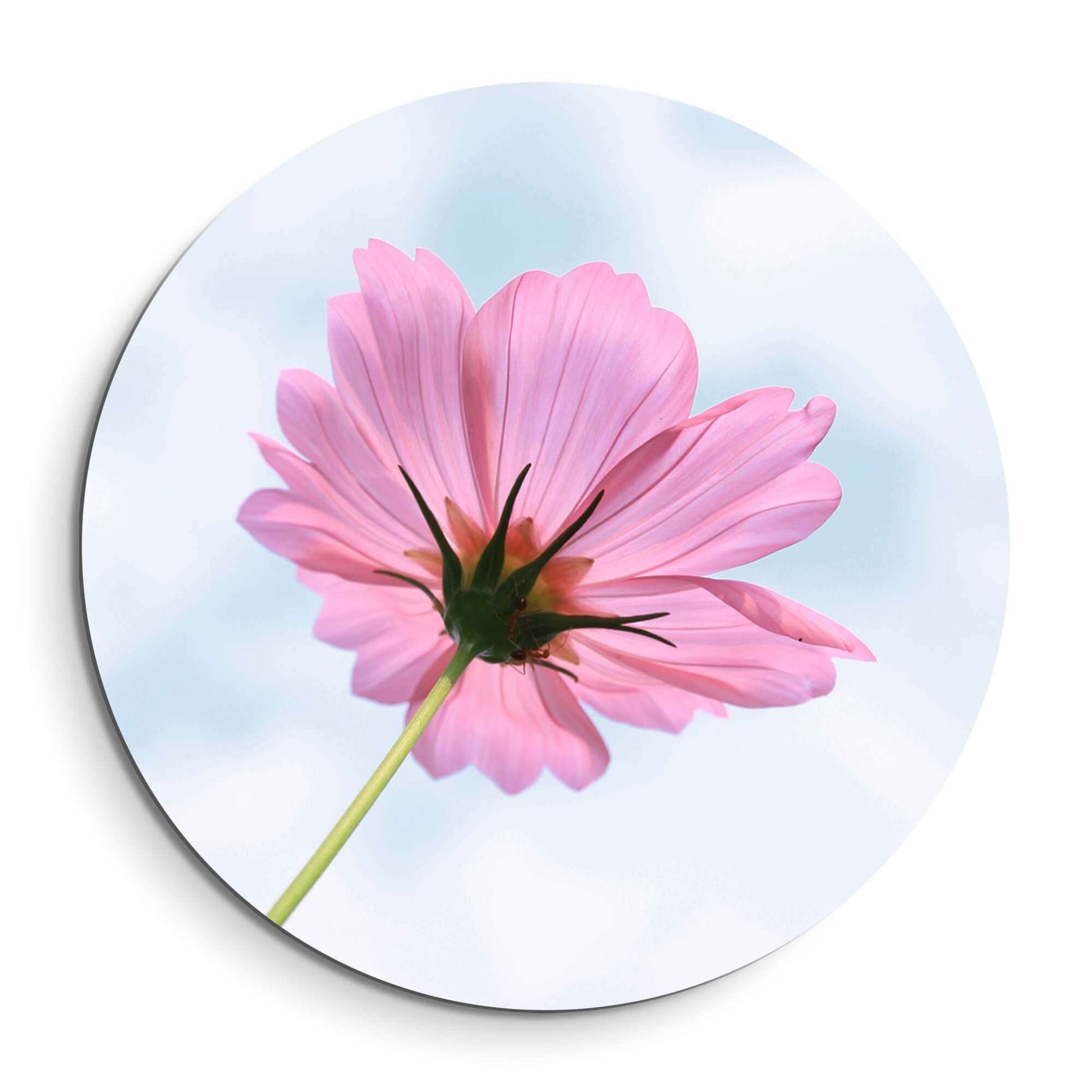 Sky Blossom - Wall Circle, eine zartrosa Blume in einem Wandbild mit einem luftigen Hintergrund.