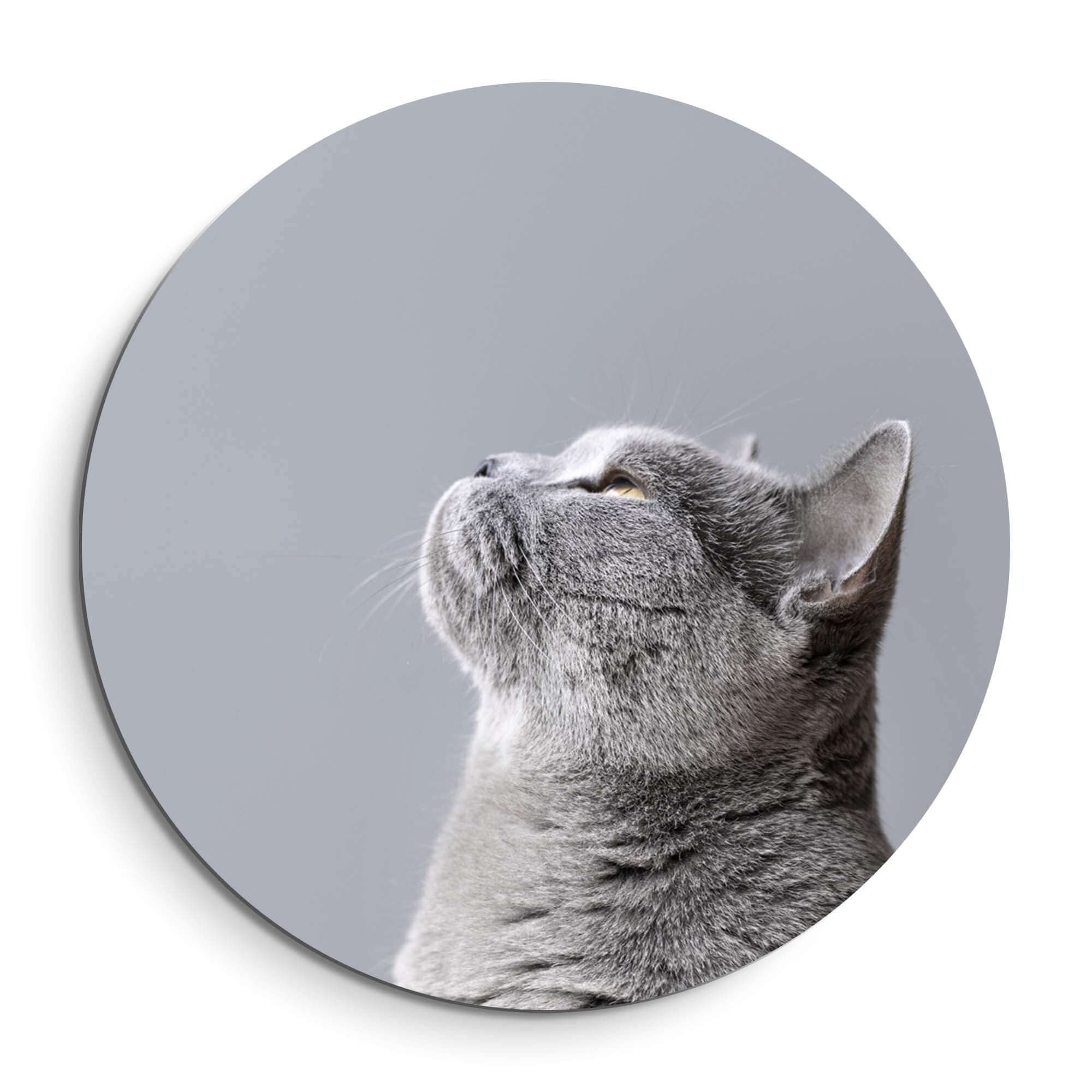 Soft Focus - Wandbild einer grauen Katze in sanften Grautönen, perfekt für dezentes Design.