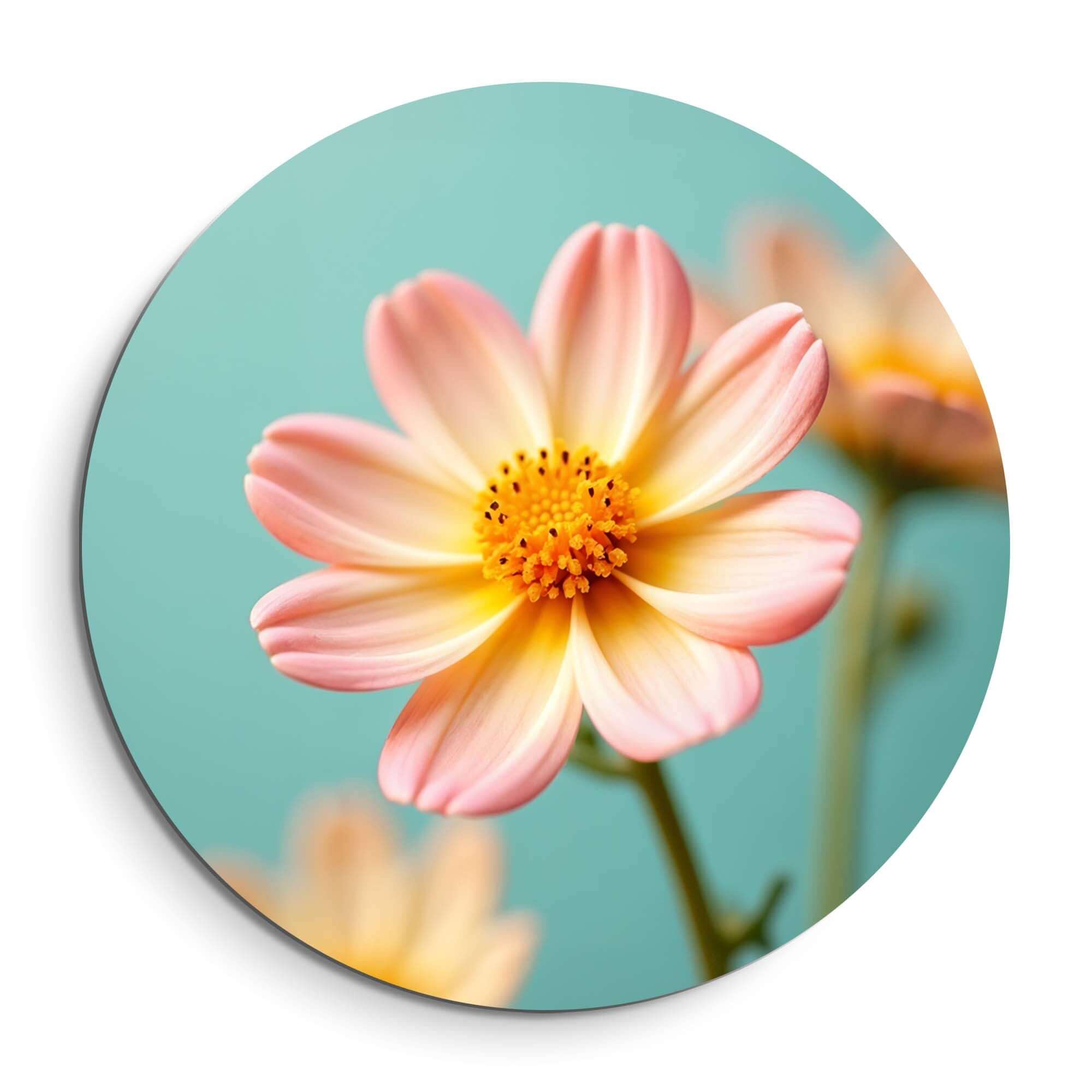 Soft Sunrise - Wandbild mit einer zarten Blume in Pfirsich und Gelb auf türkisfarbenem Hintergrund.