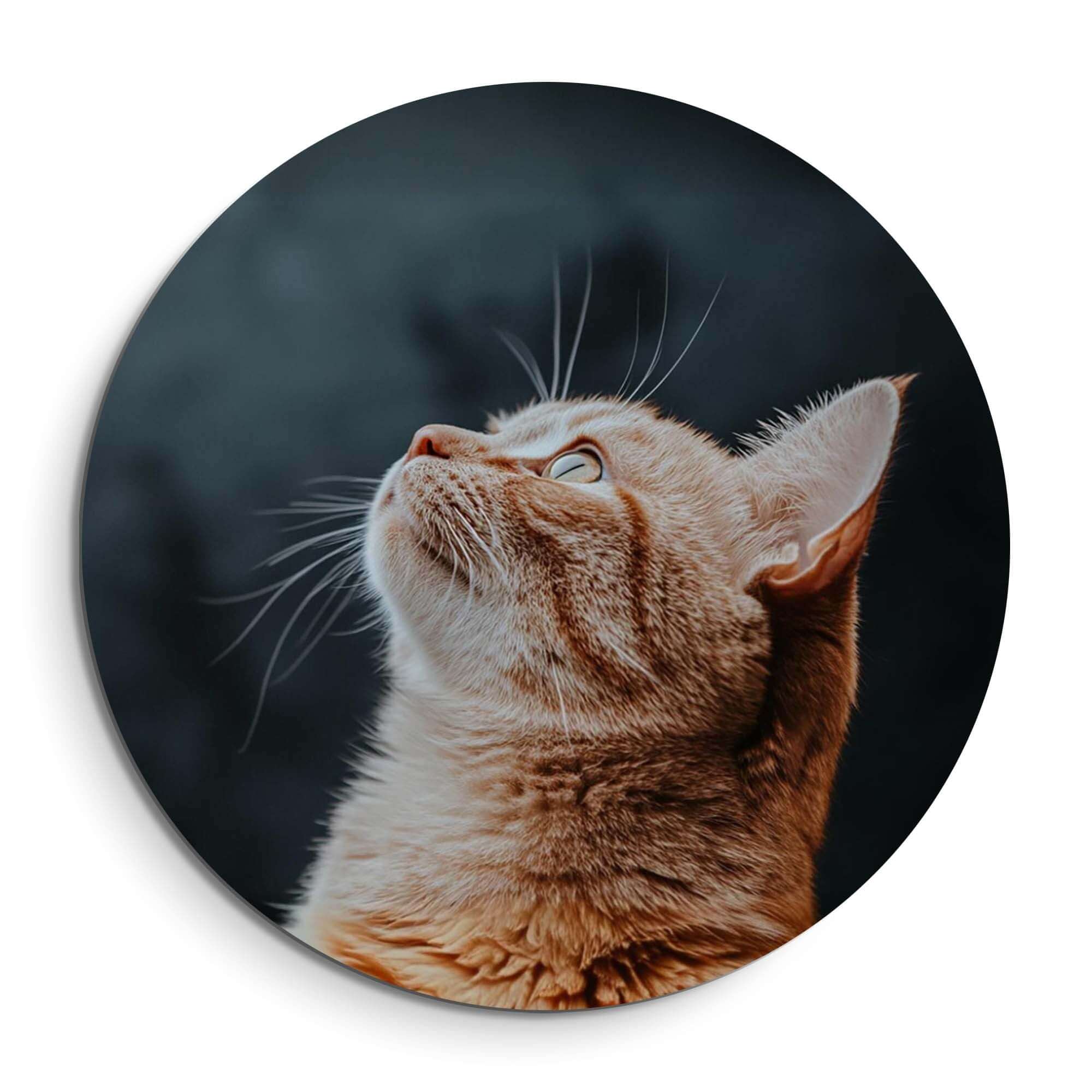 Velvet Gaze - Wandbild einer Katze auf Samthintergrund für die Wanddekoration.