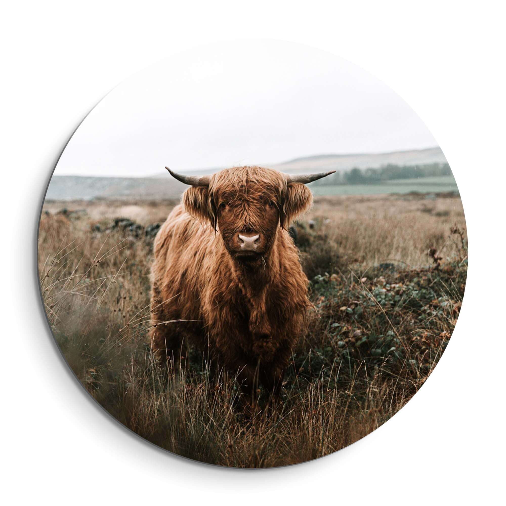 Highlander in Herbstwiese - Wandbild, ein stimmungsvoller Wandbild mit erdigen Tönen.