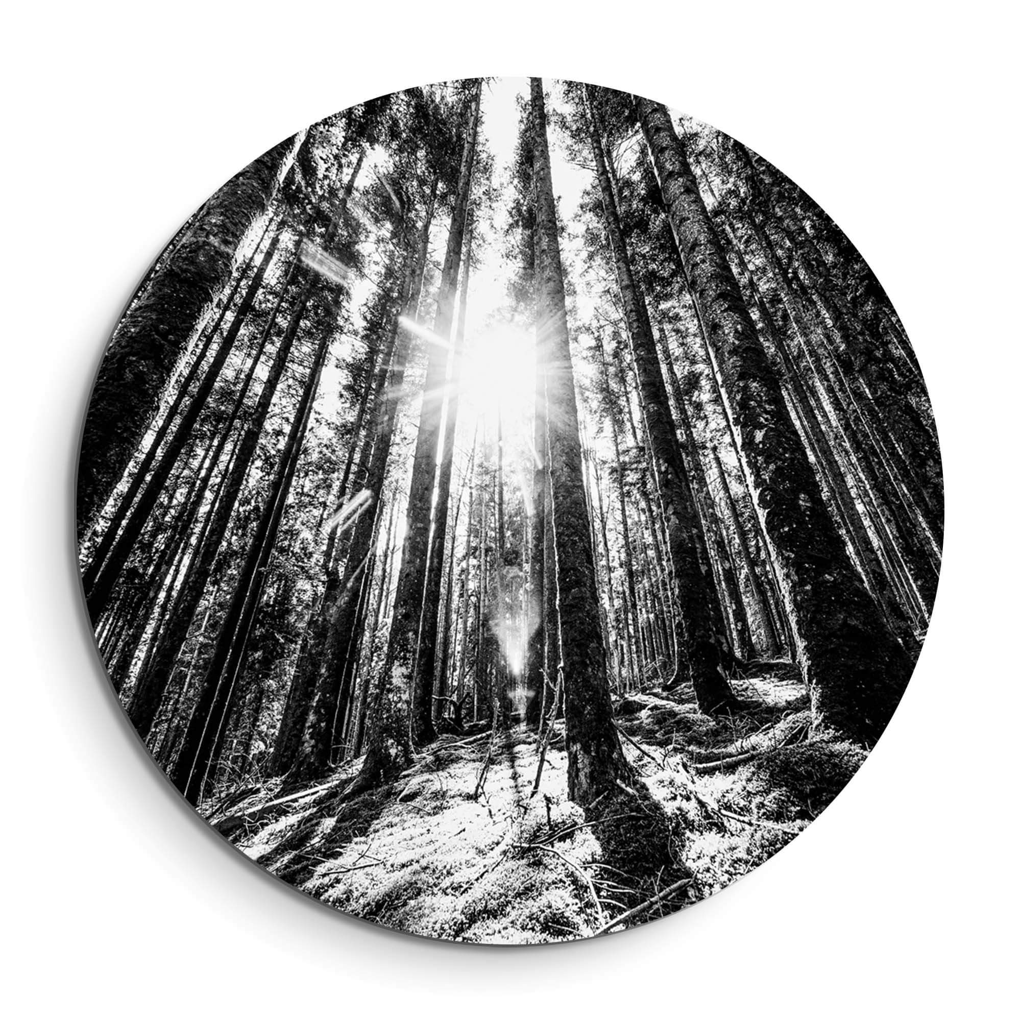 Whispering Pines - Wandbild, kraftvoller schwarzer und weißer Wandbild eines Waldes, Licht durch hohe Kiefern, heitere Atmosphäre im Wohnraum.